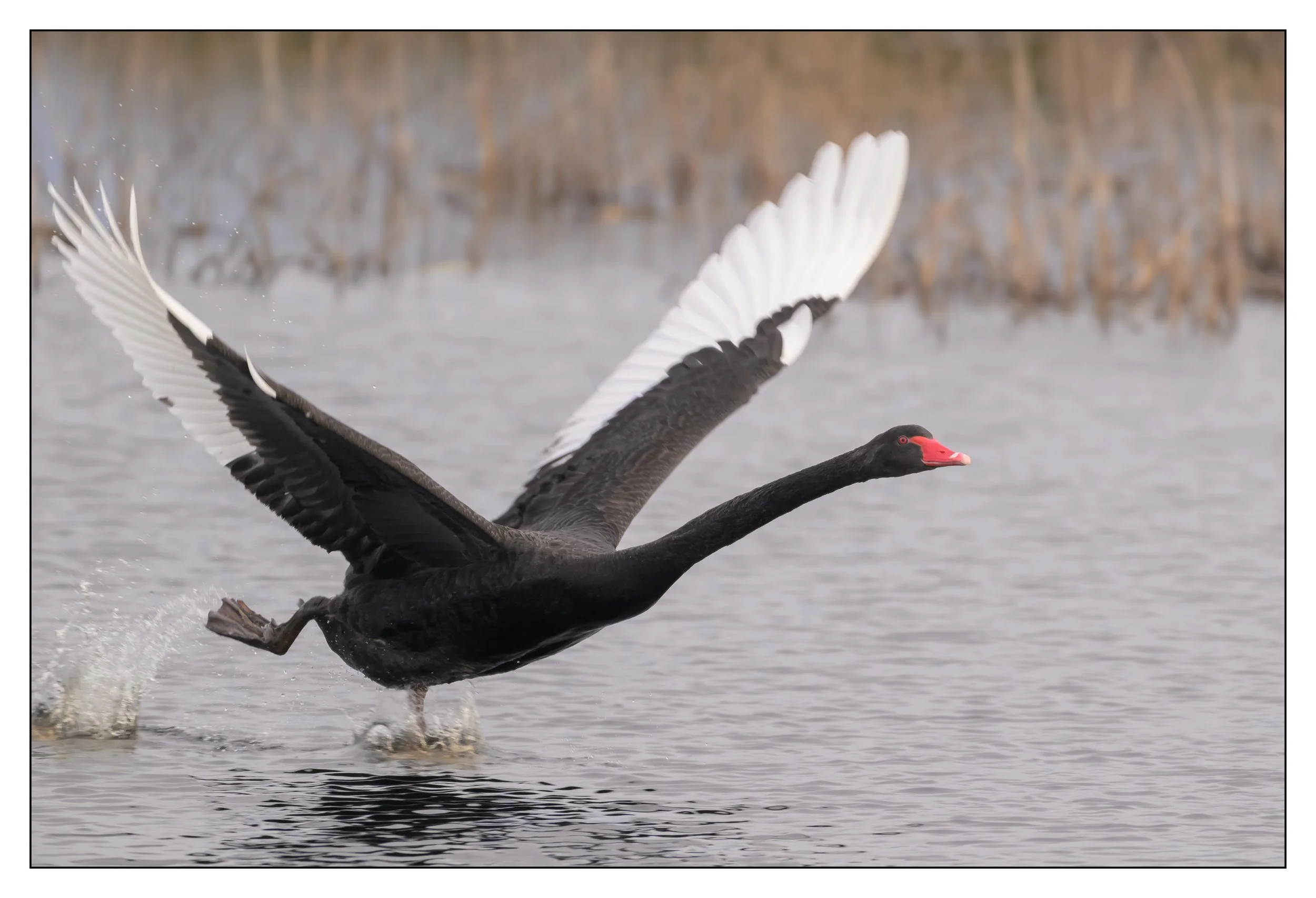 Black Swan