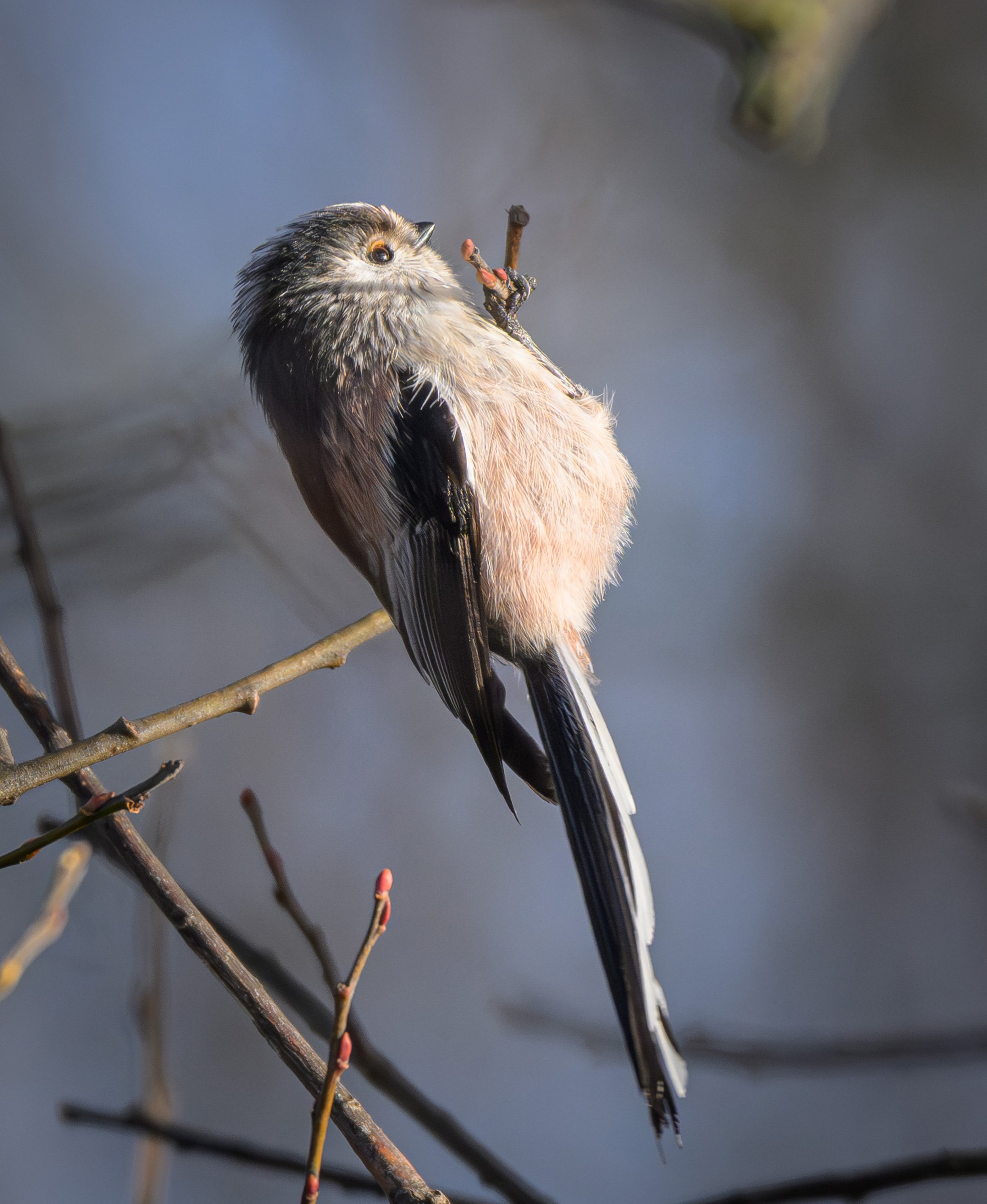 Song Birds_0026.jpg