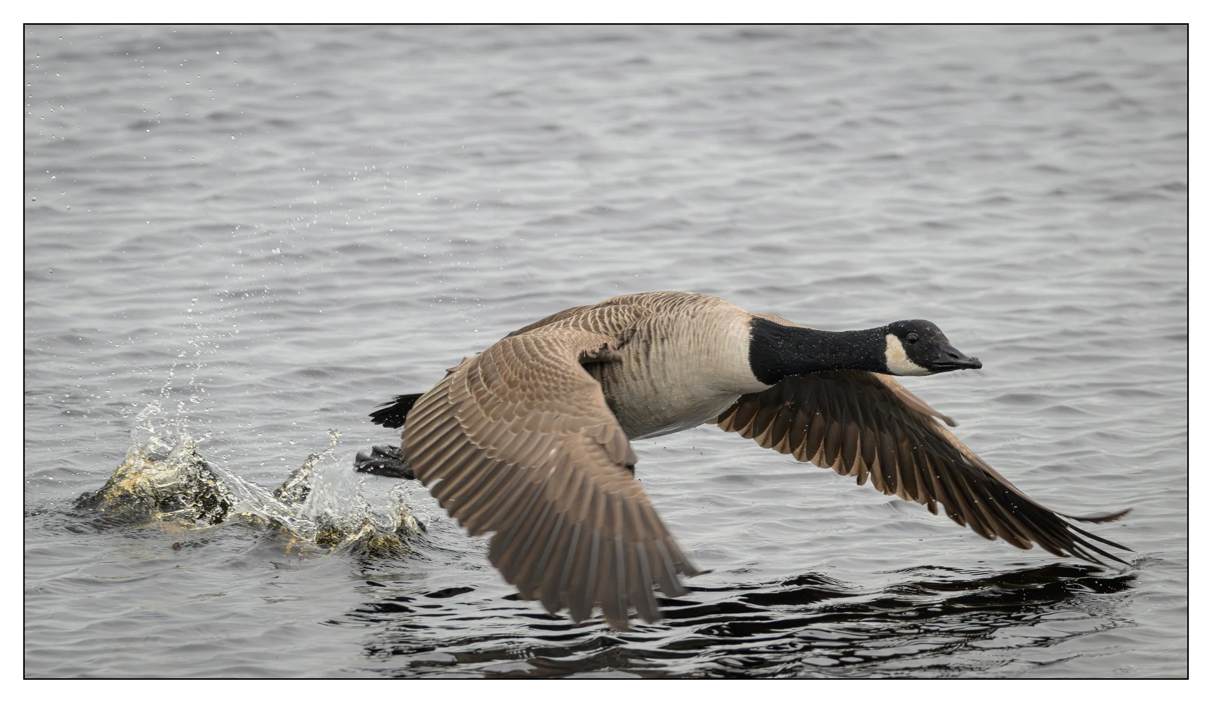 Canada Goose flying low over a lake