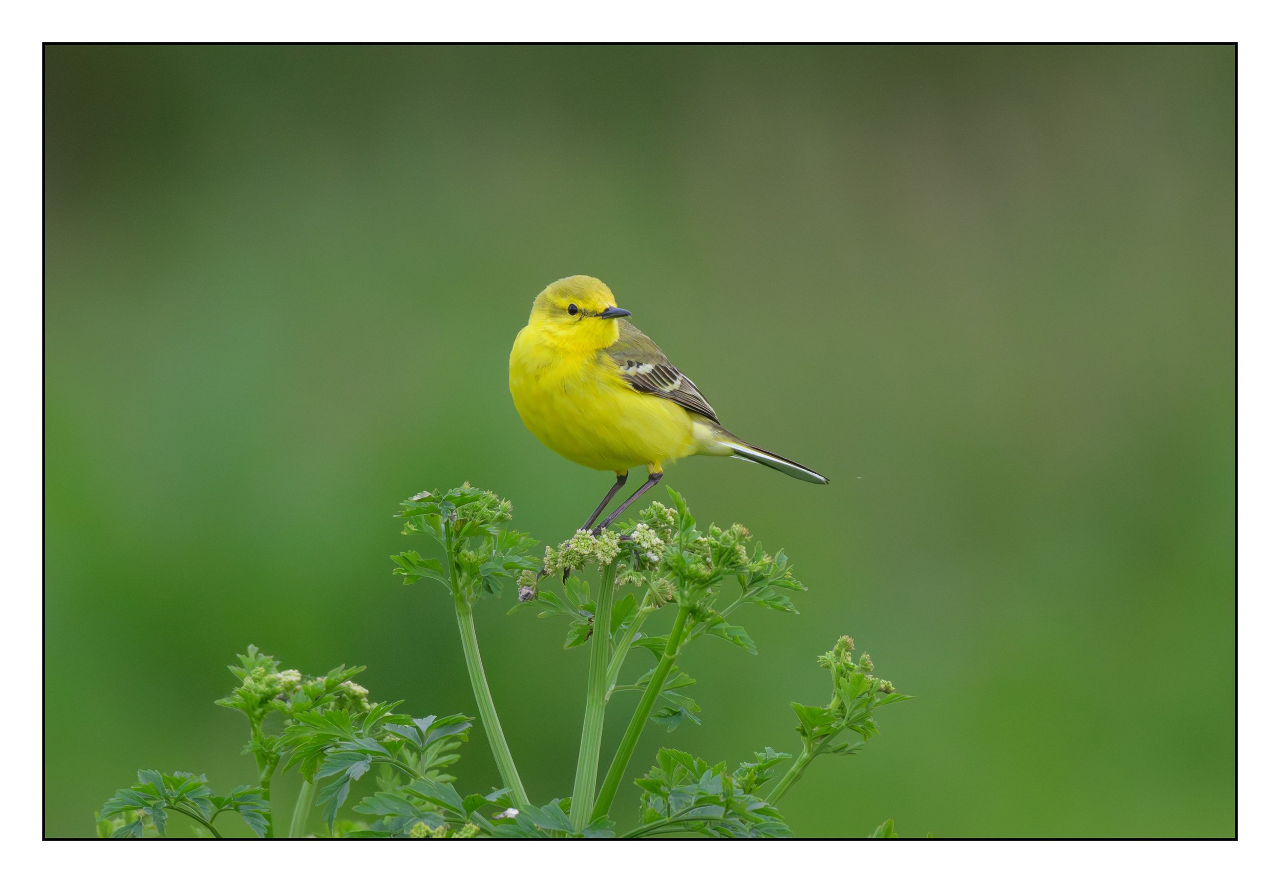 Yellow Wagtail