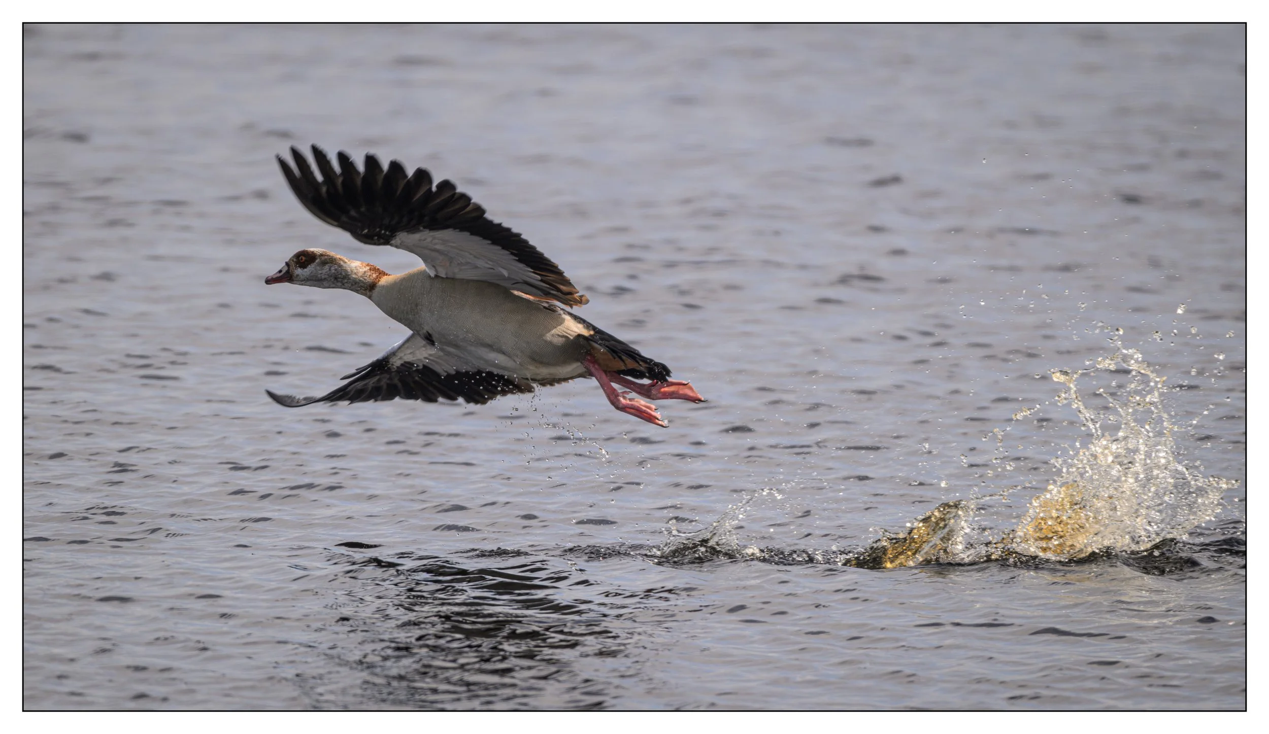 Egyptian Geese