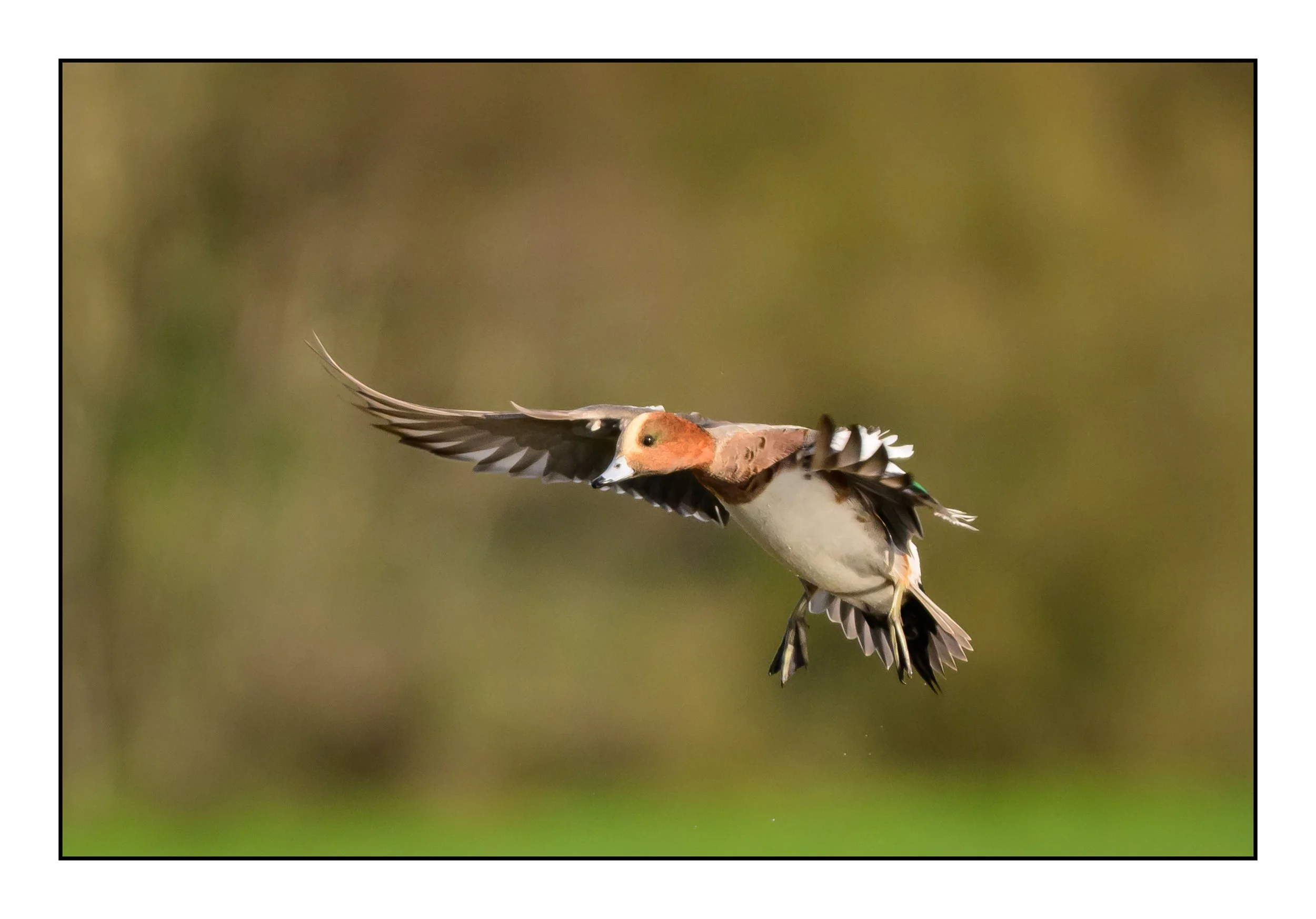 Wigeon