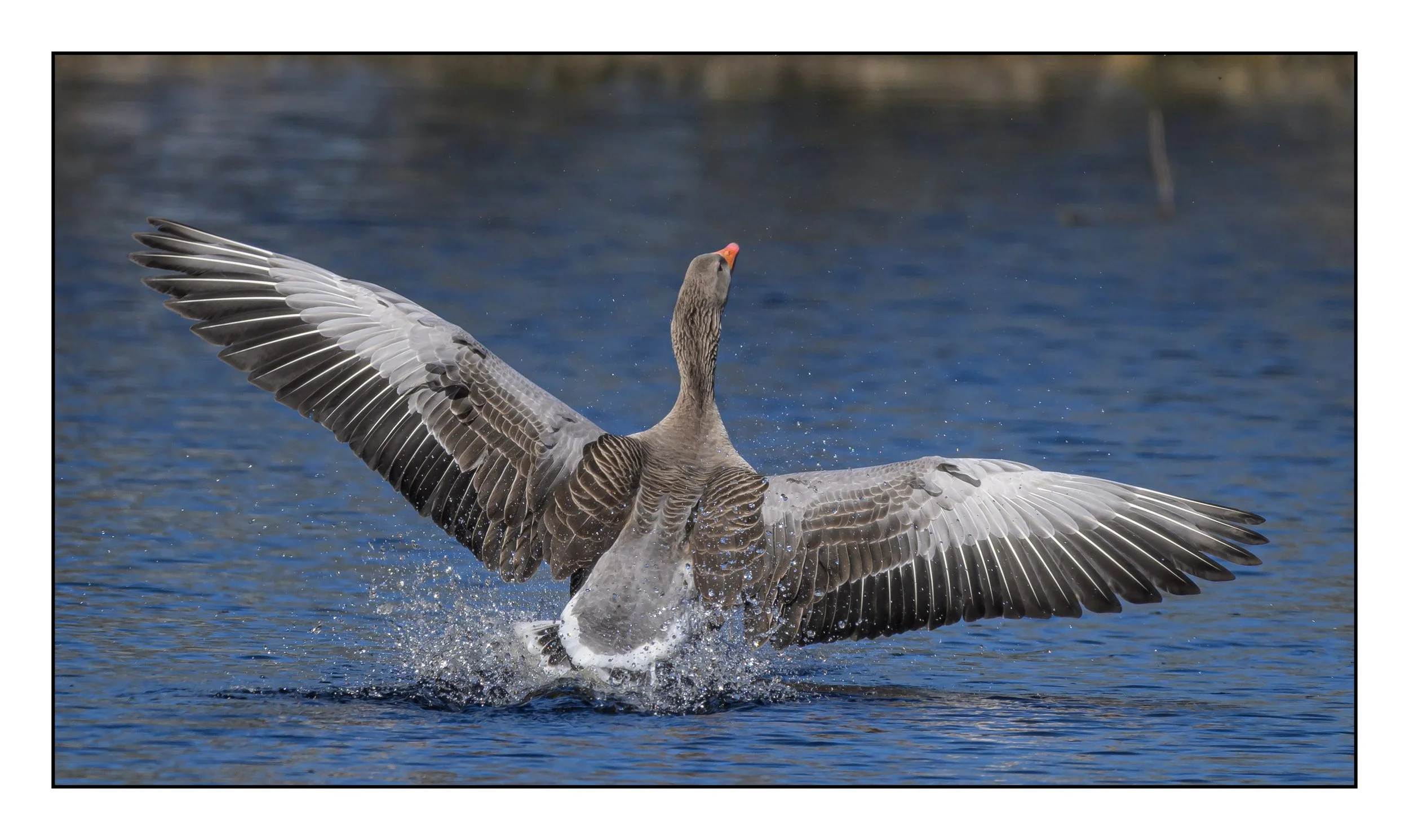 Greylag Geese