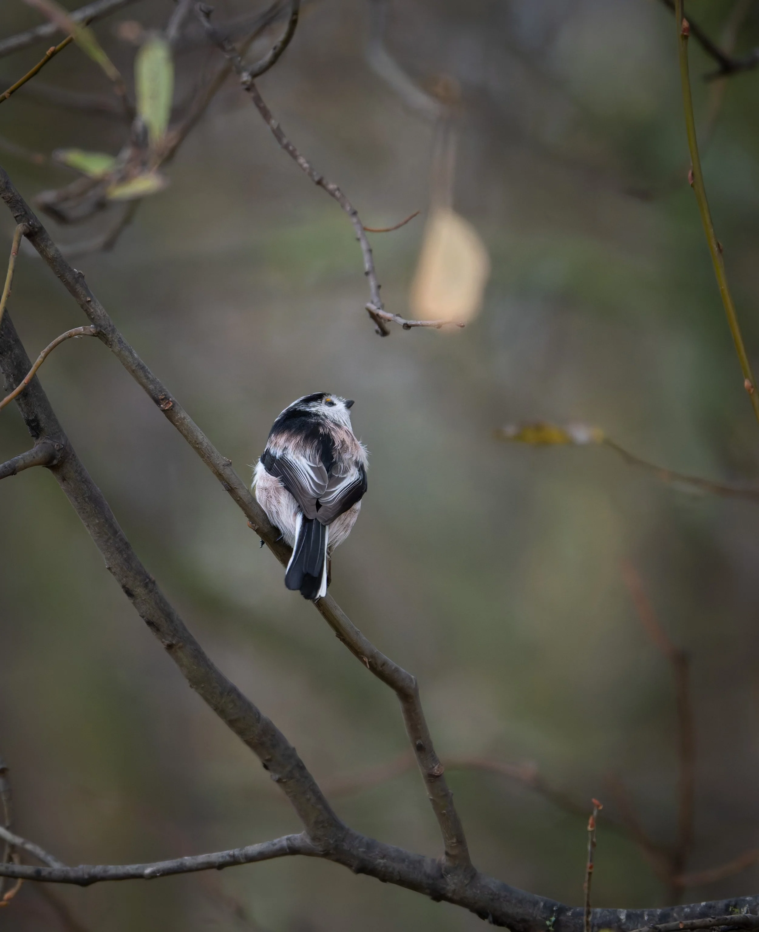 Song Birds_0015.jpg