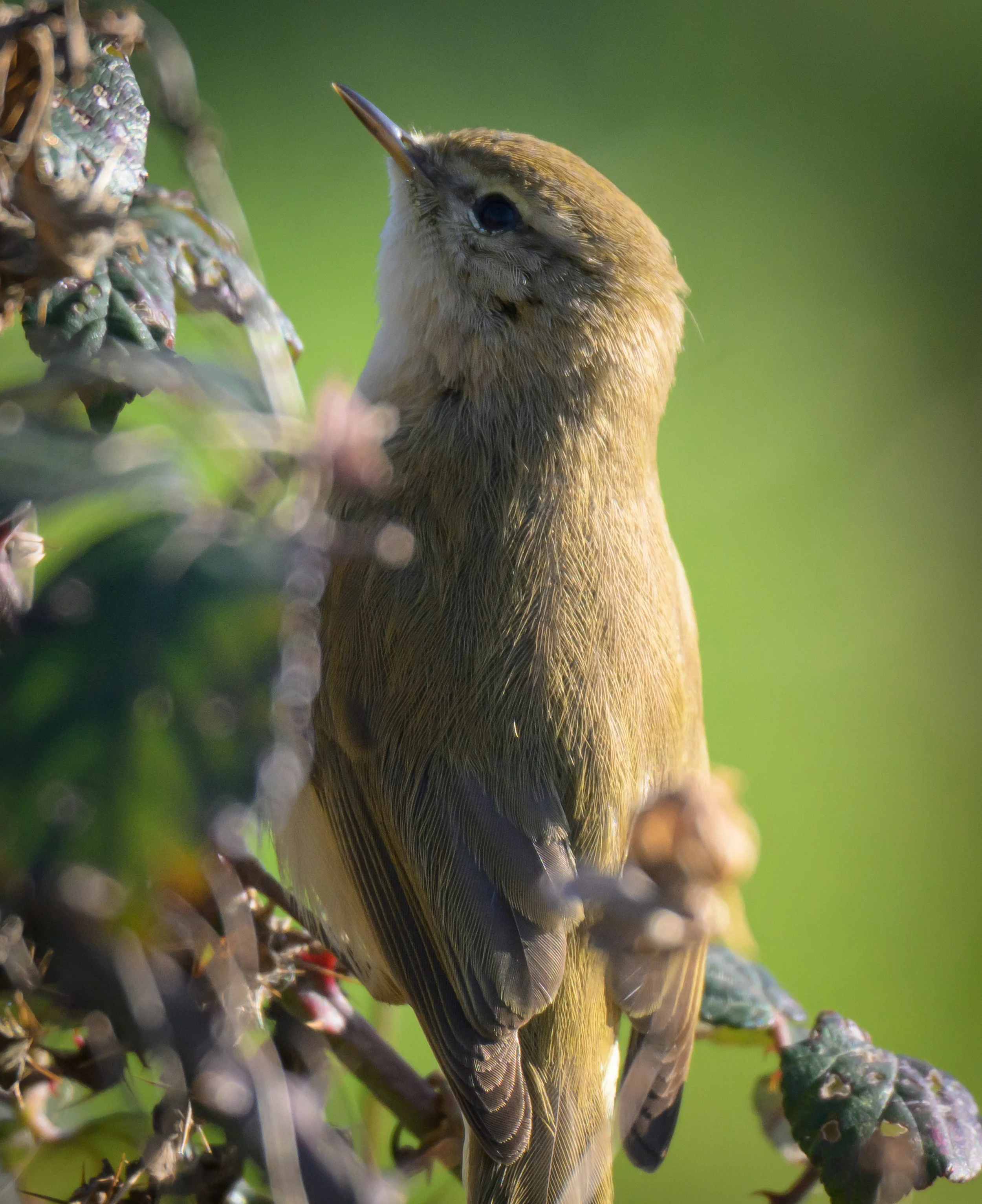 Song Birds_0018.jpg