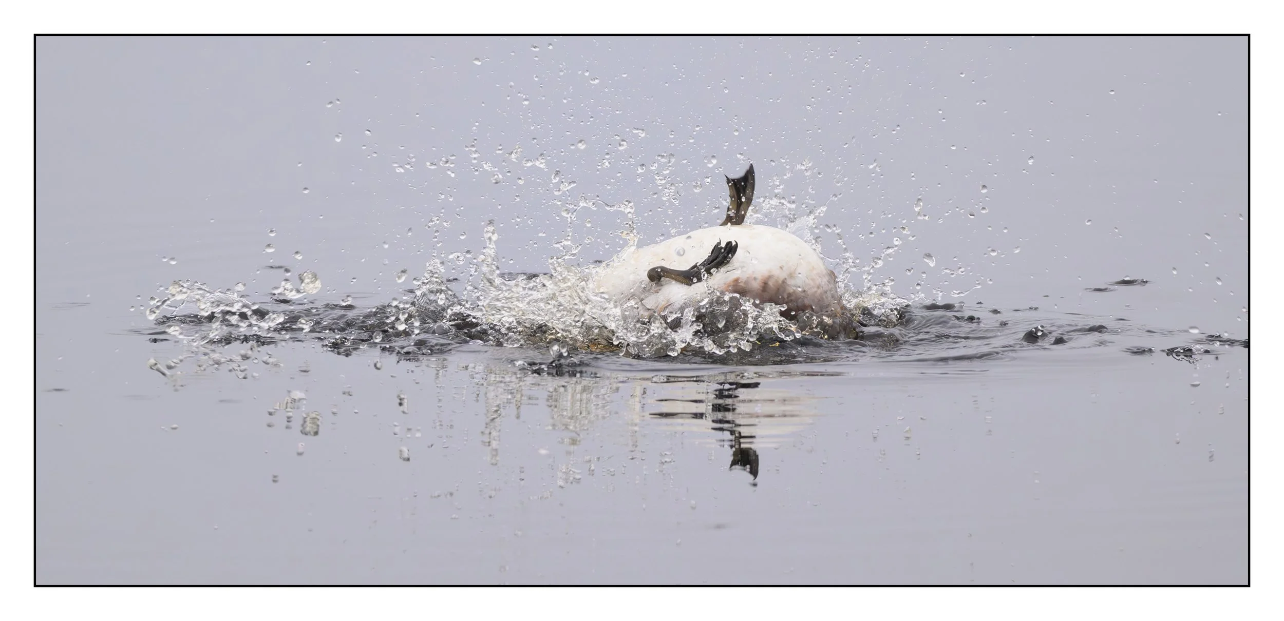 Wigeon