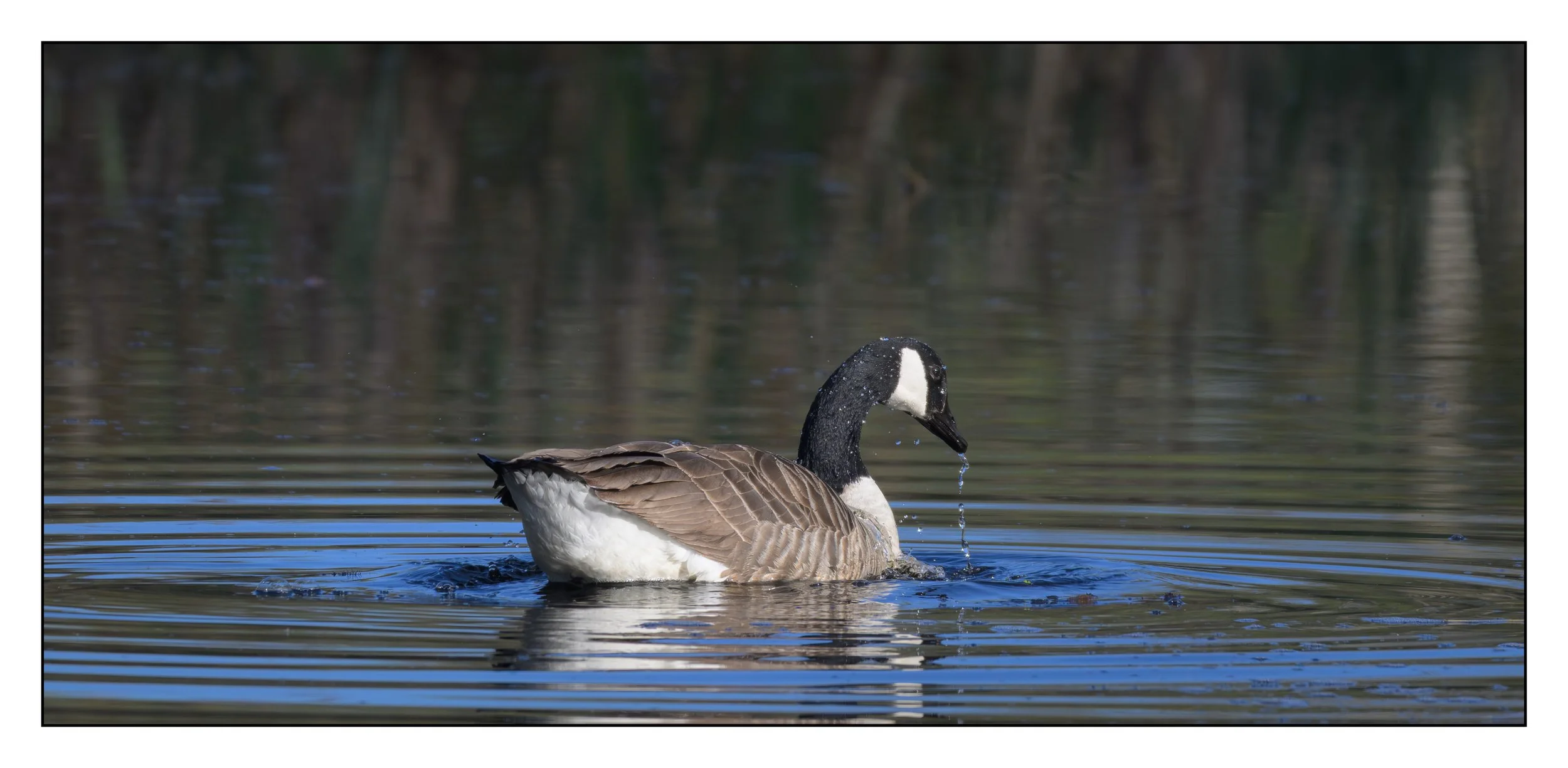Canada Goose on a lake