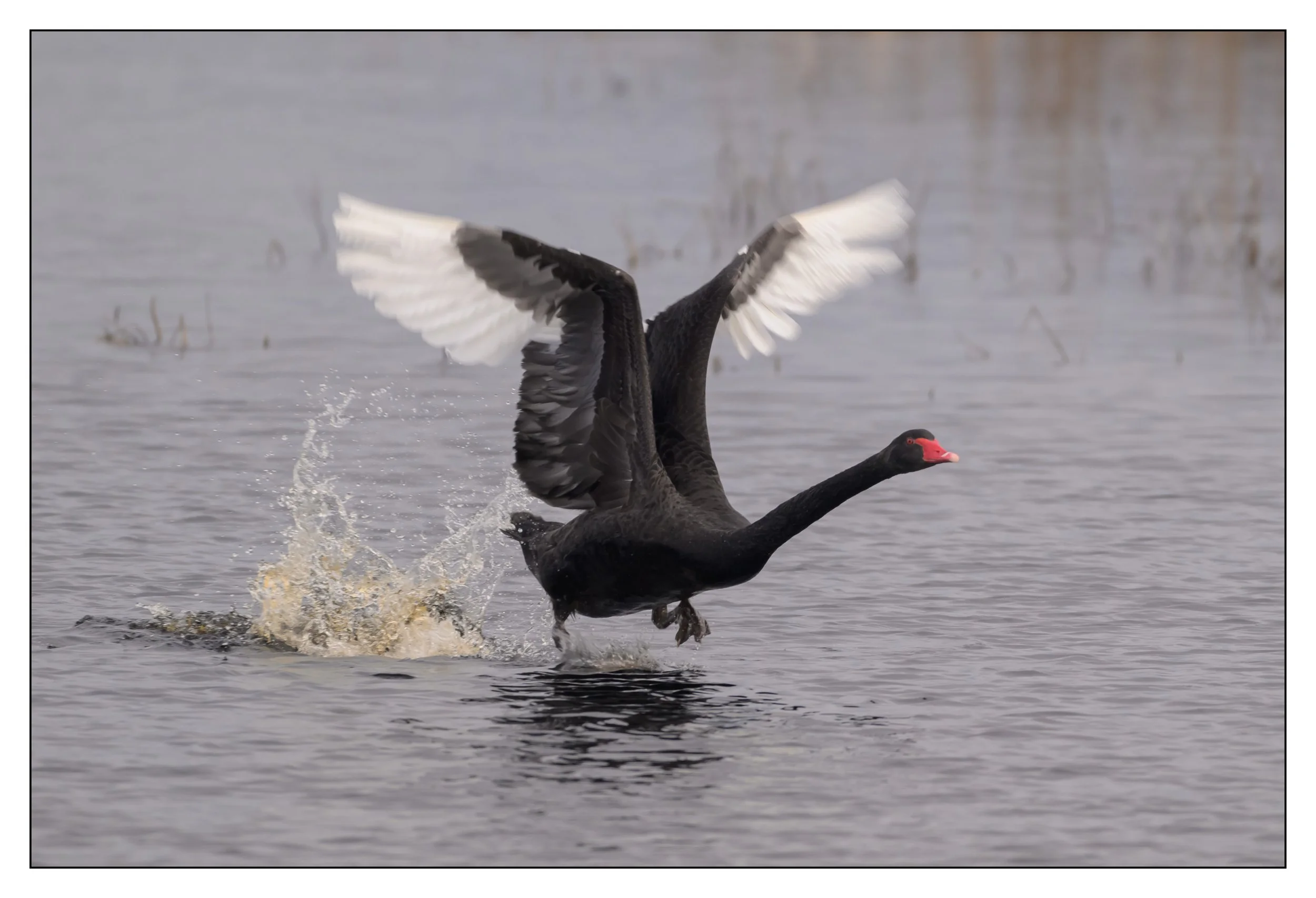 Black Swan
