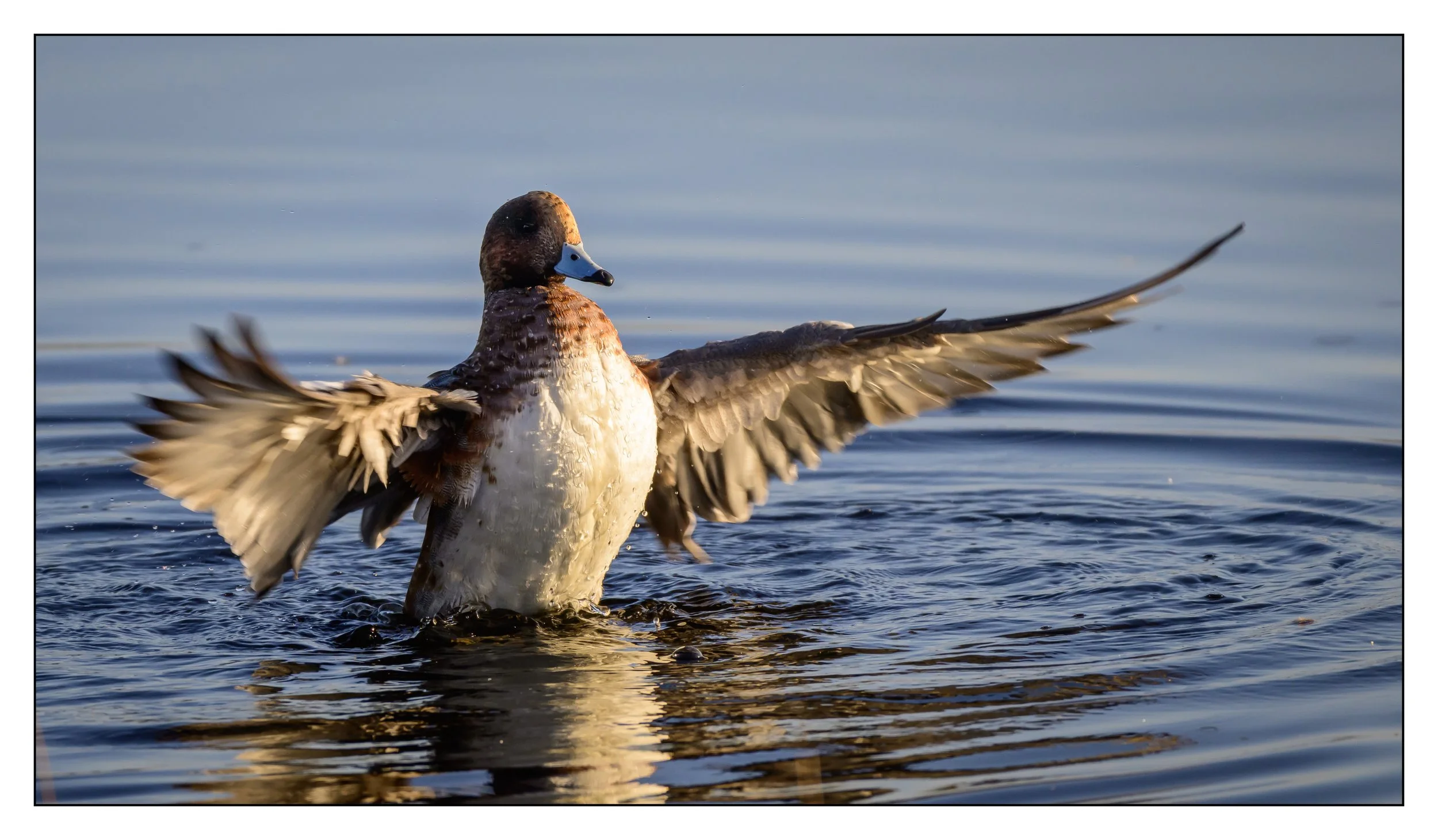Wigeon
