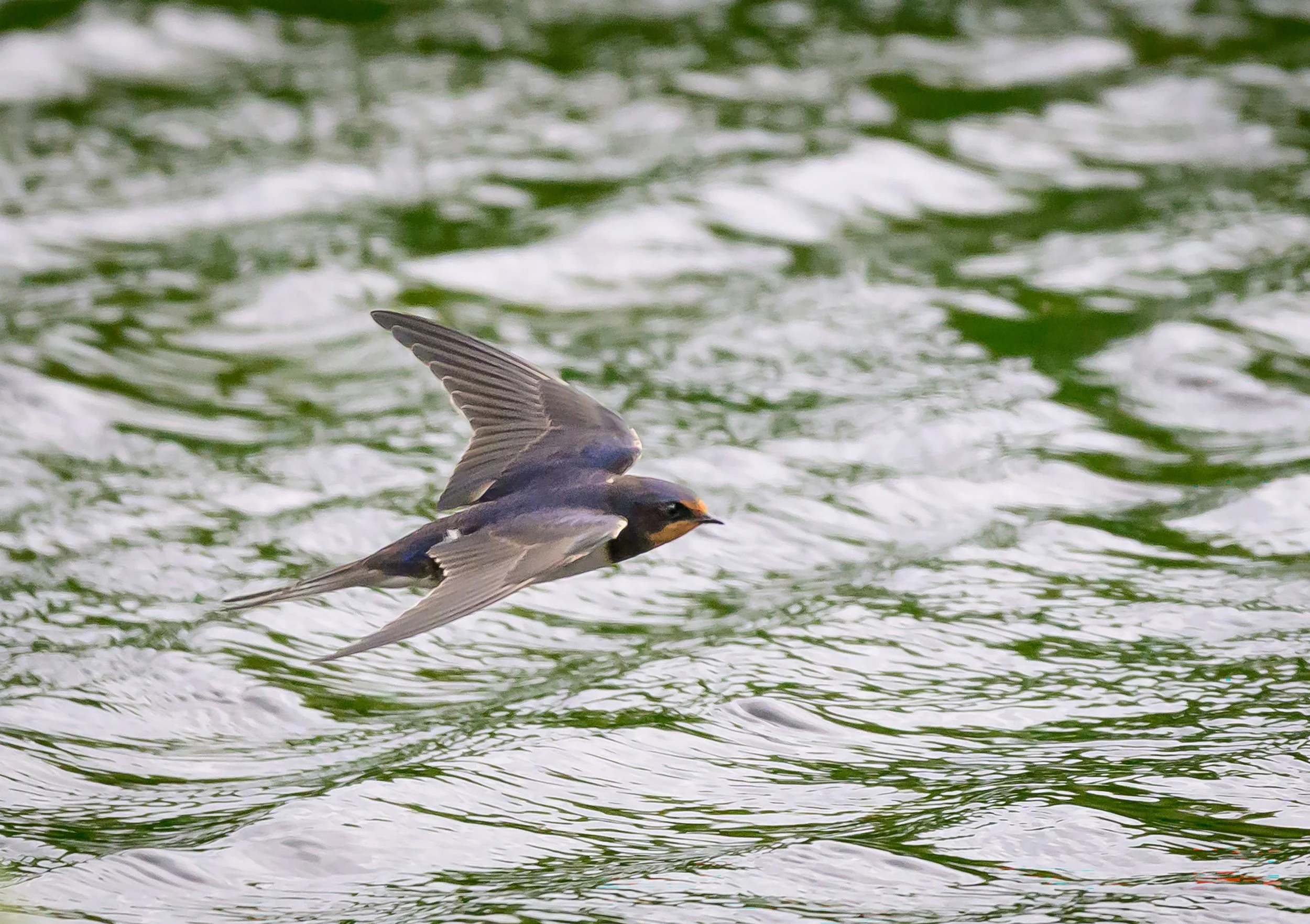 Song Birds_0009.jpg