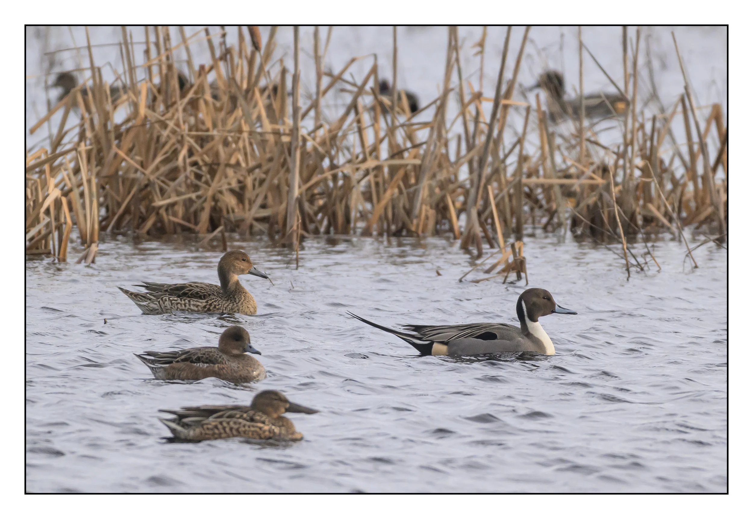 Pintail