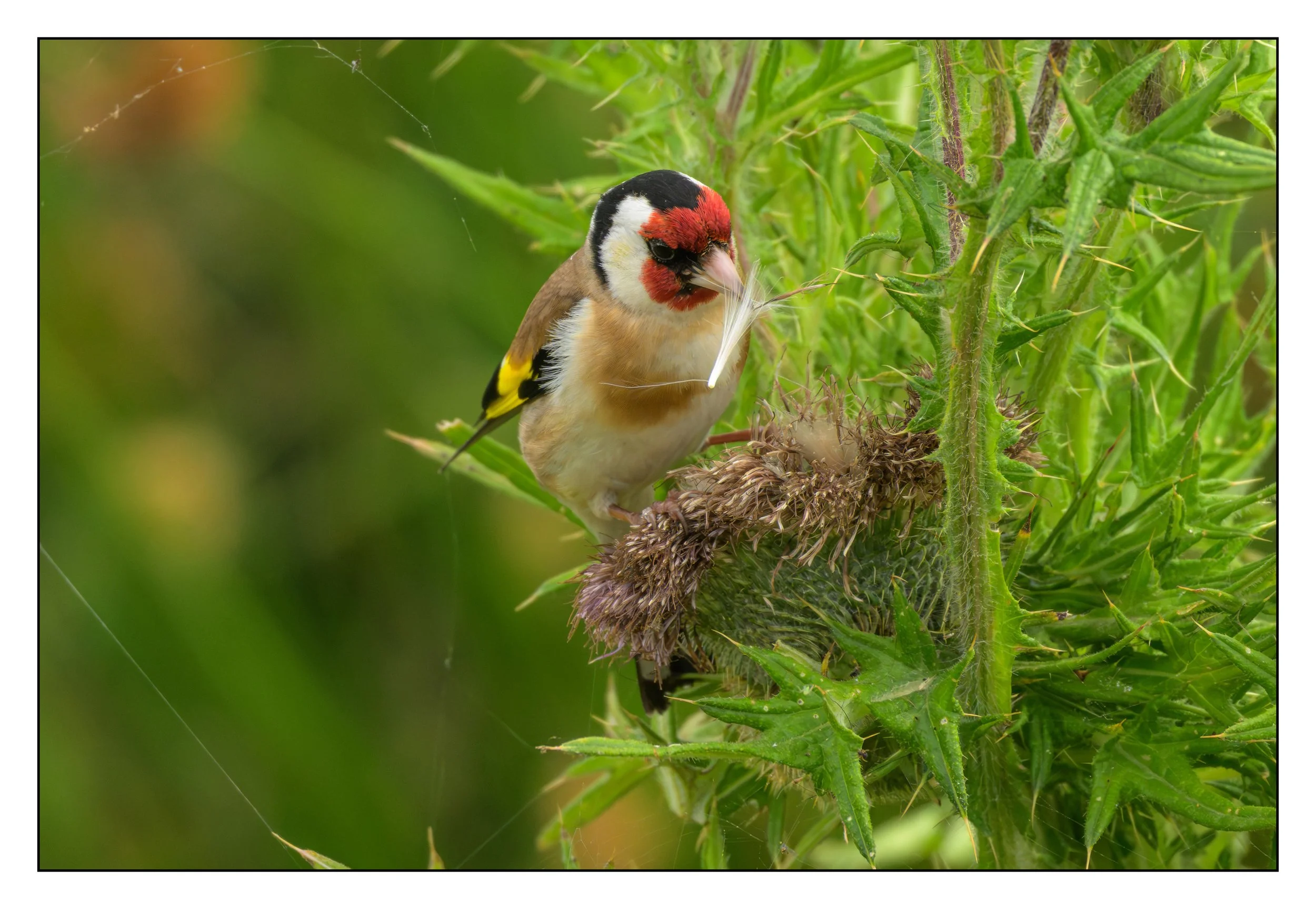 Song Birds_0041.jpg