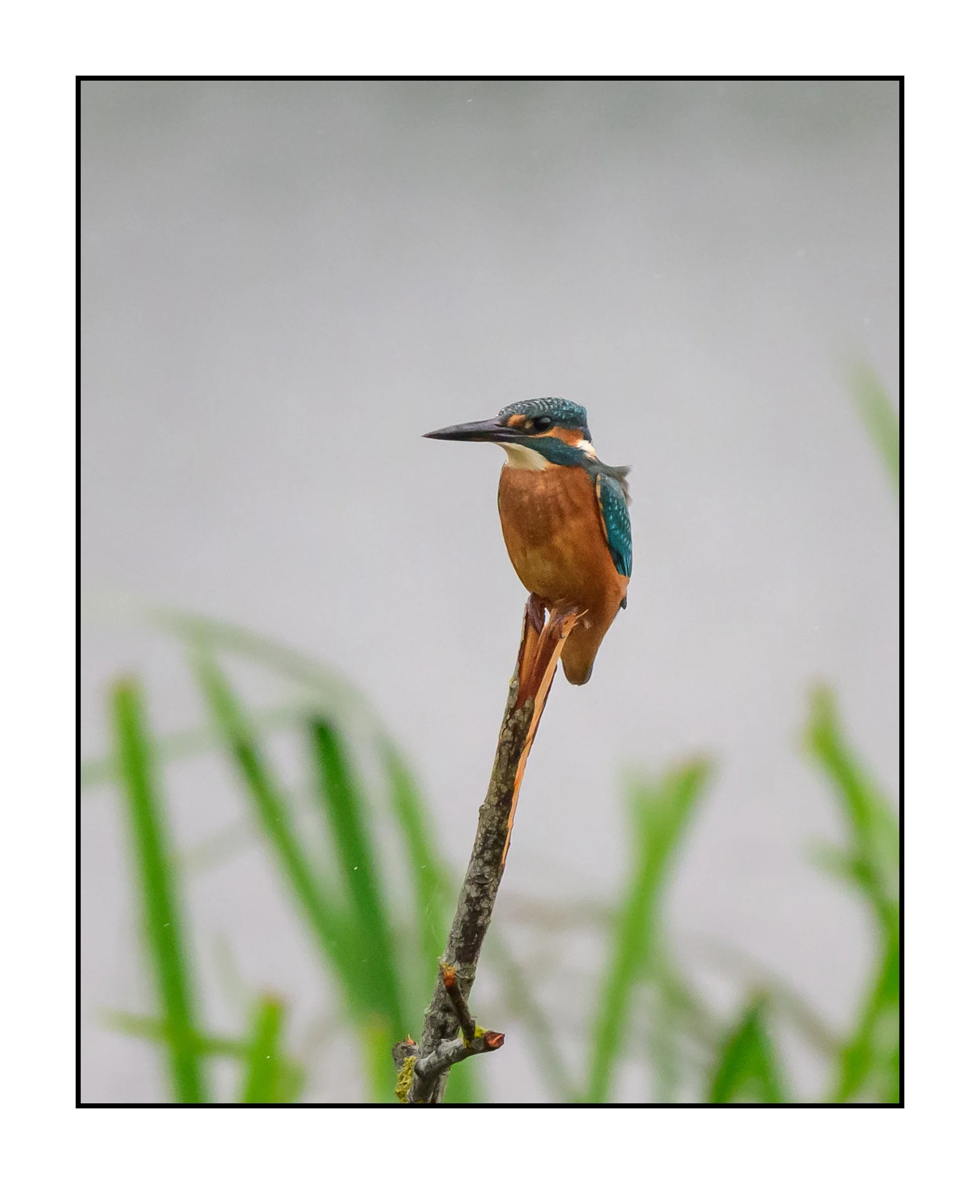 Kingfisher
