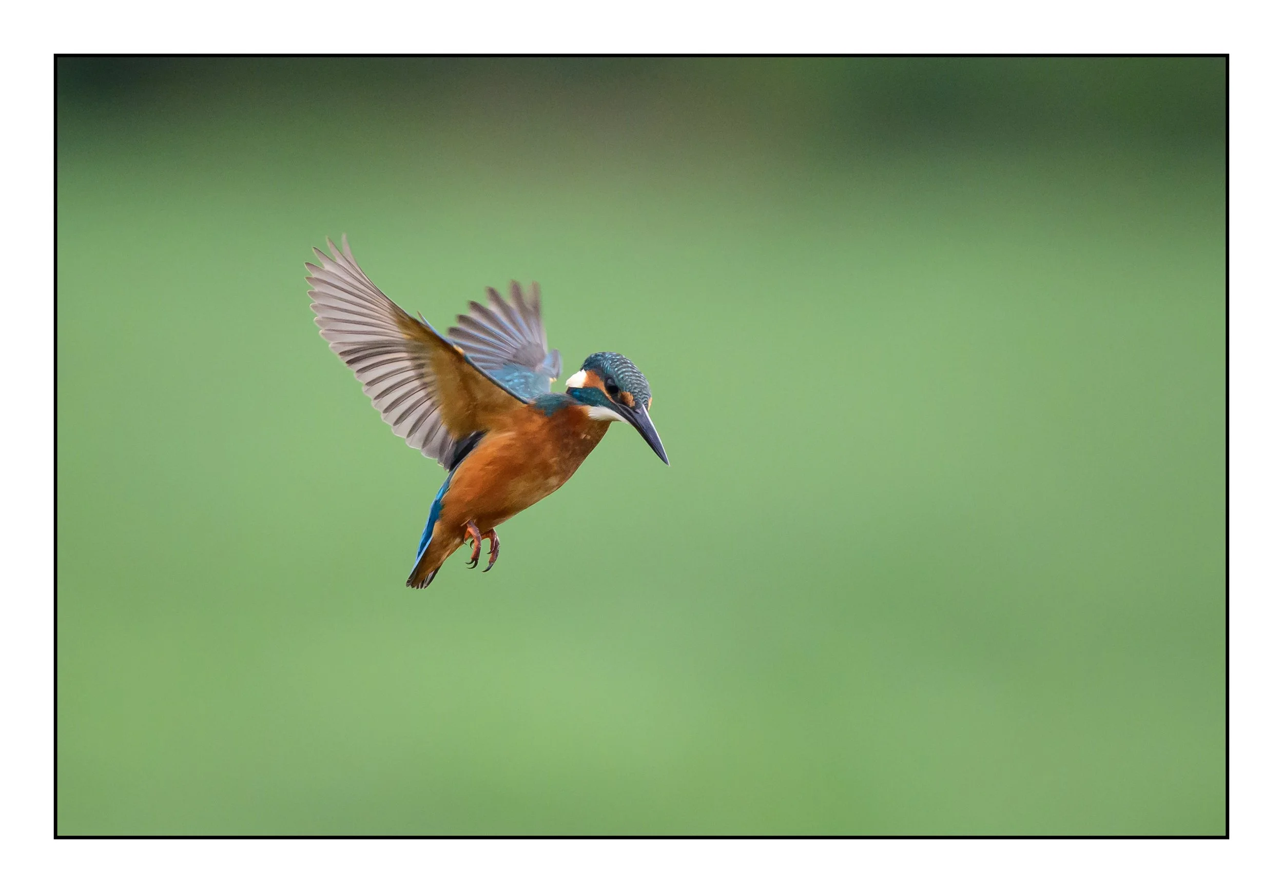 Kingfisher