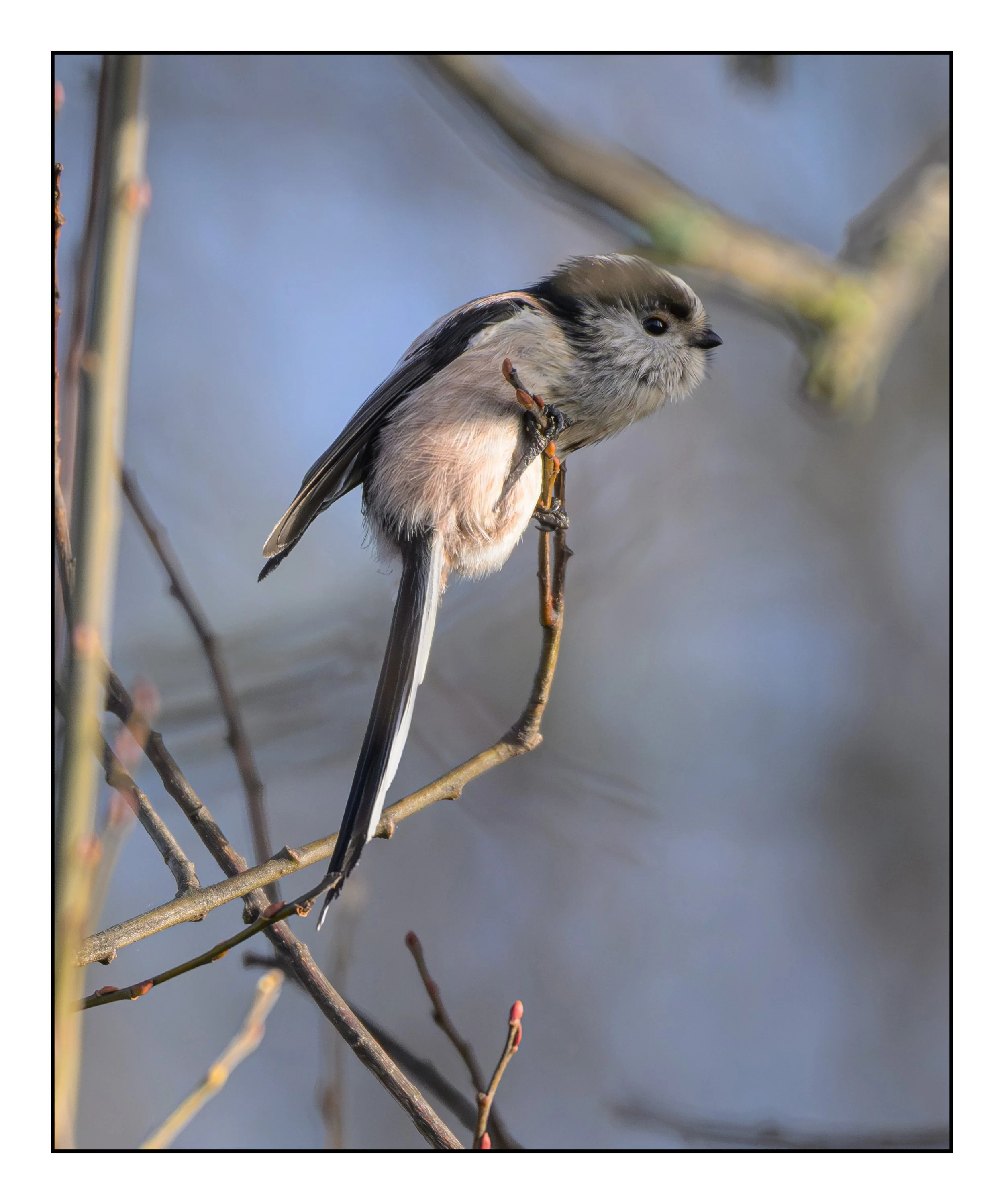Song Birds_0025.jpg