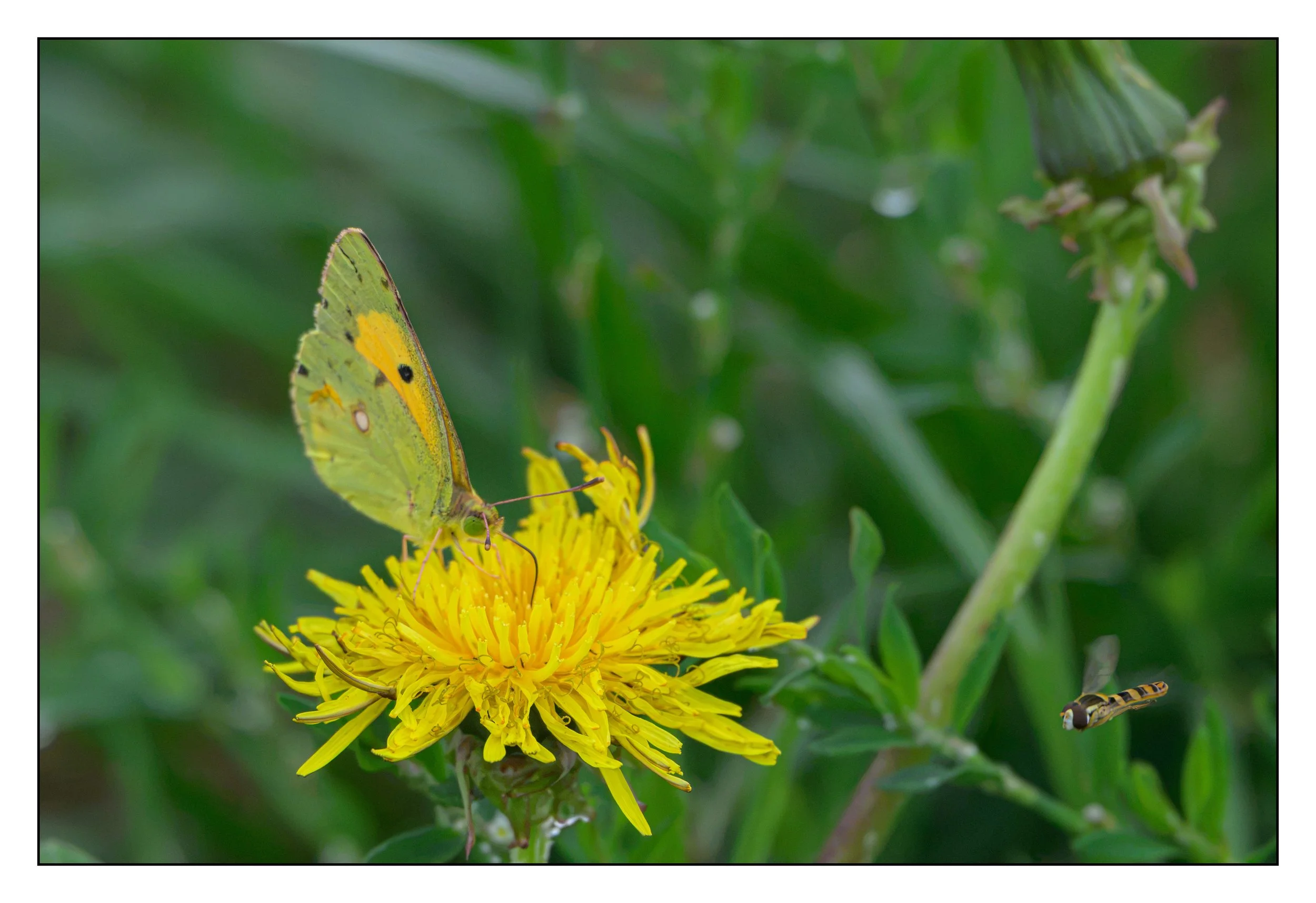 Clouded Yellow Butterfly