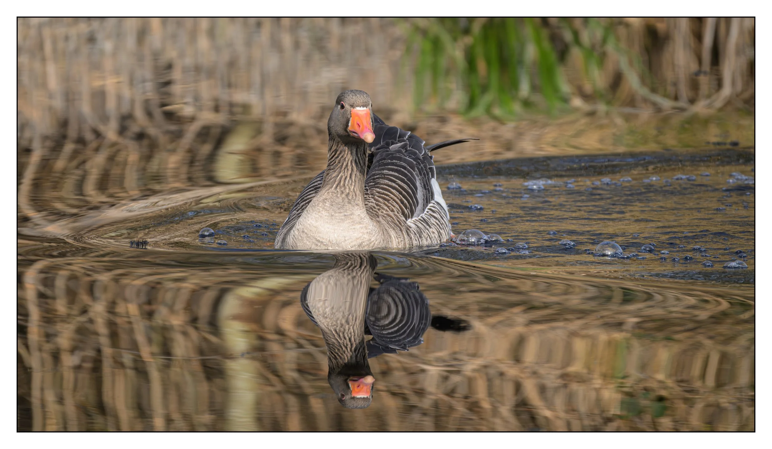 Greylag Geese