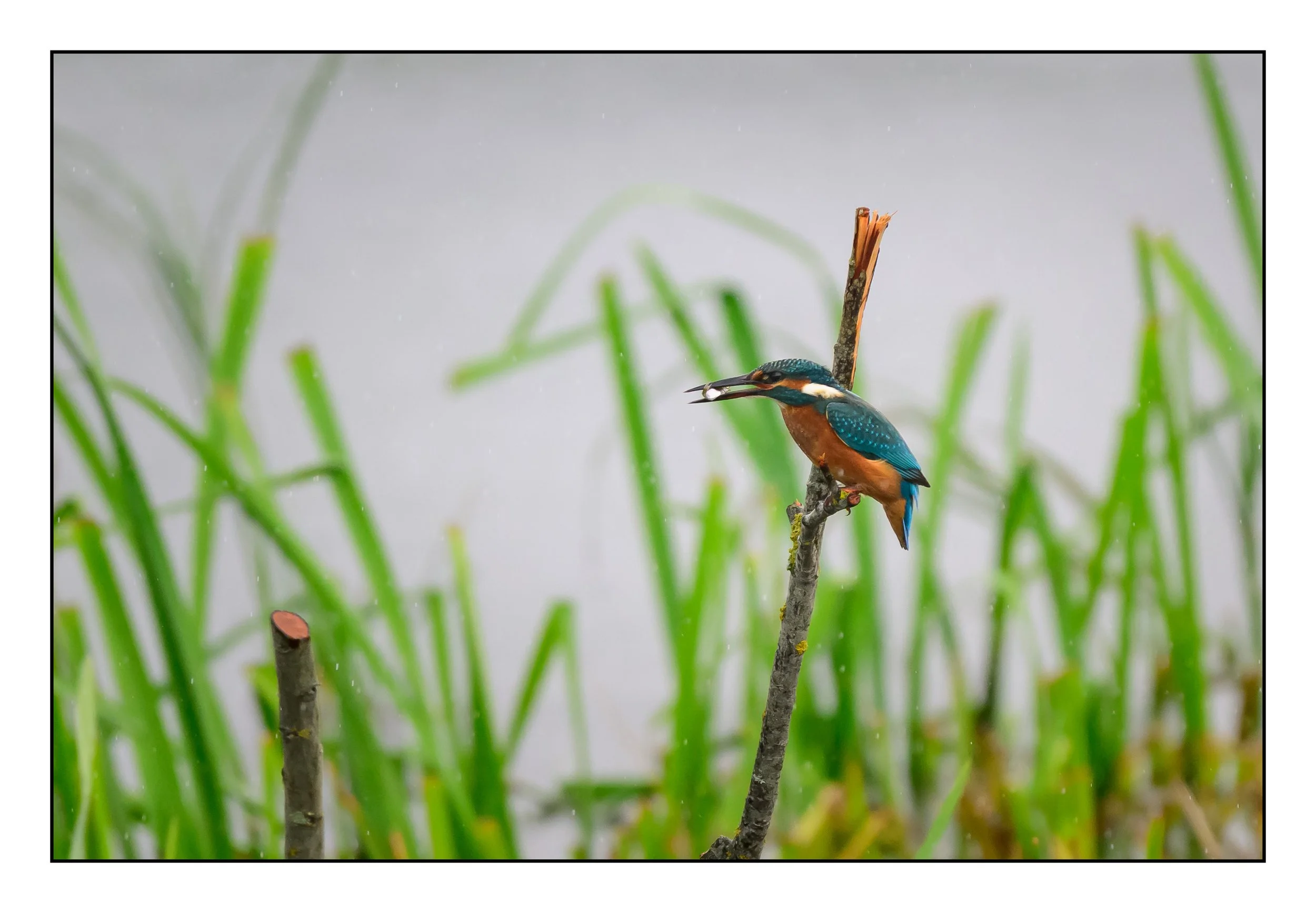 Kingfisher