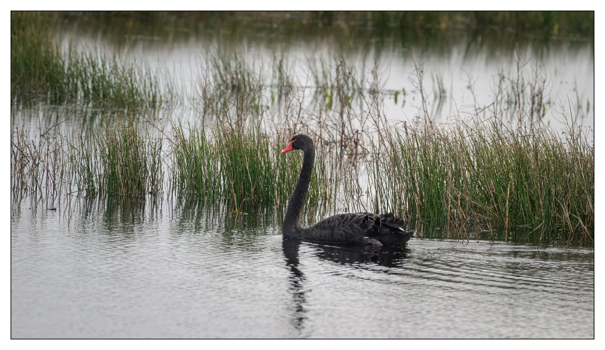 Black Swan