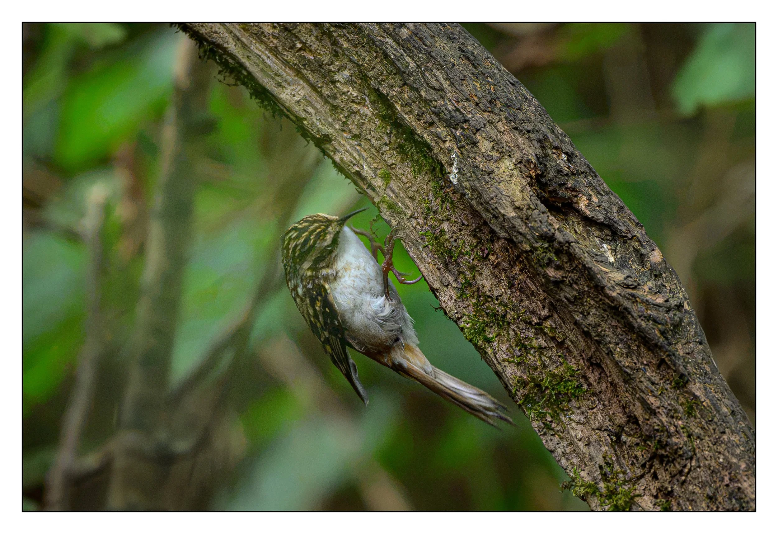Tree Creeper