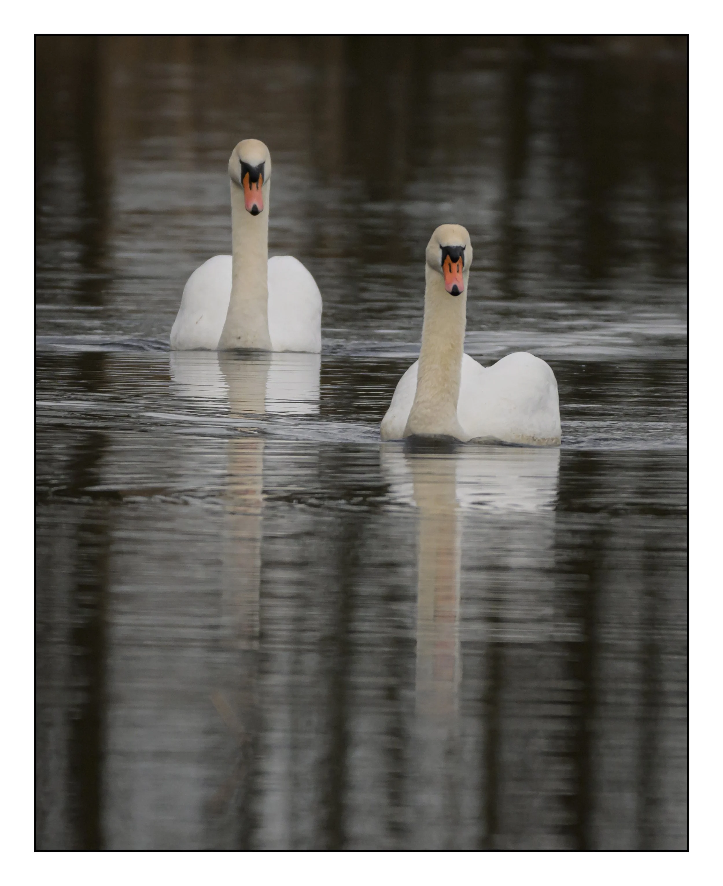 Mute Swan