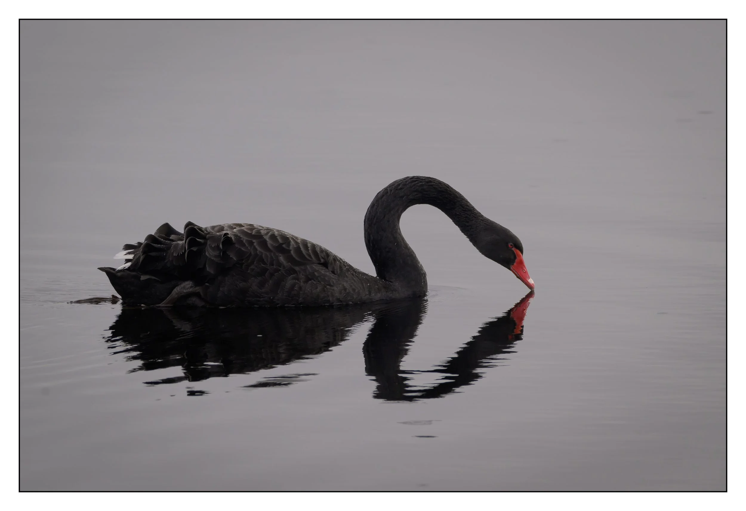Black Swan