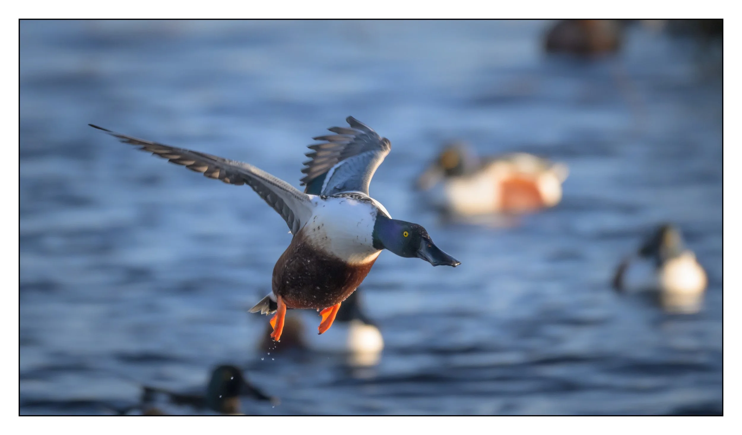 Northern Shoveler