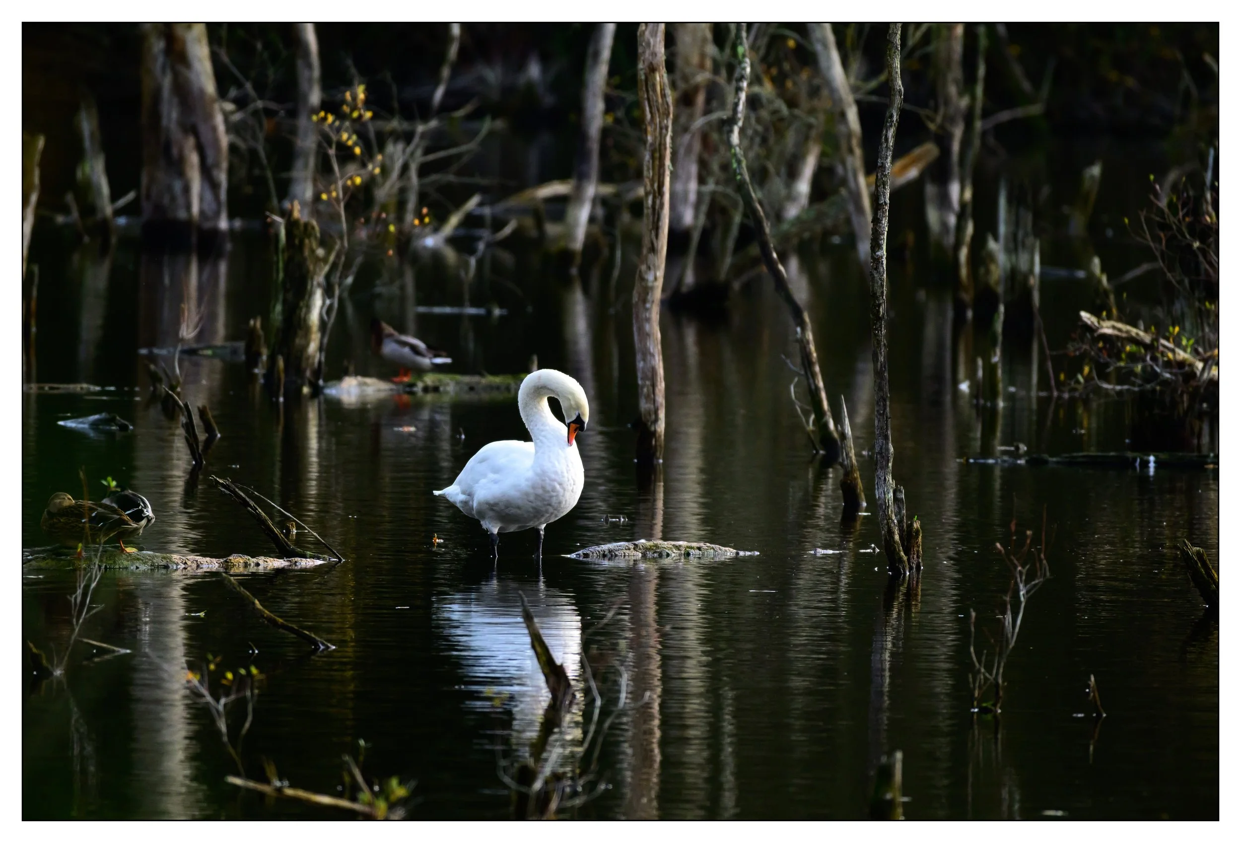 Mute Swan