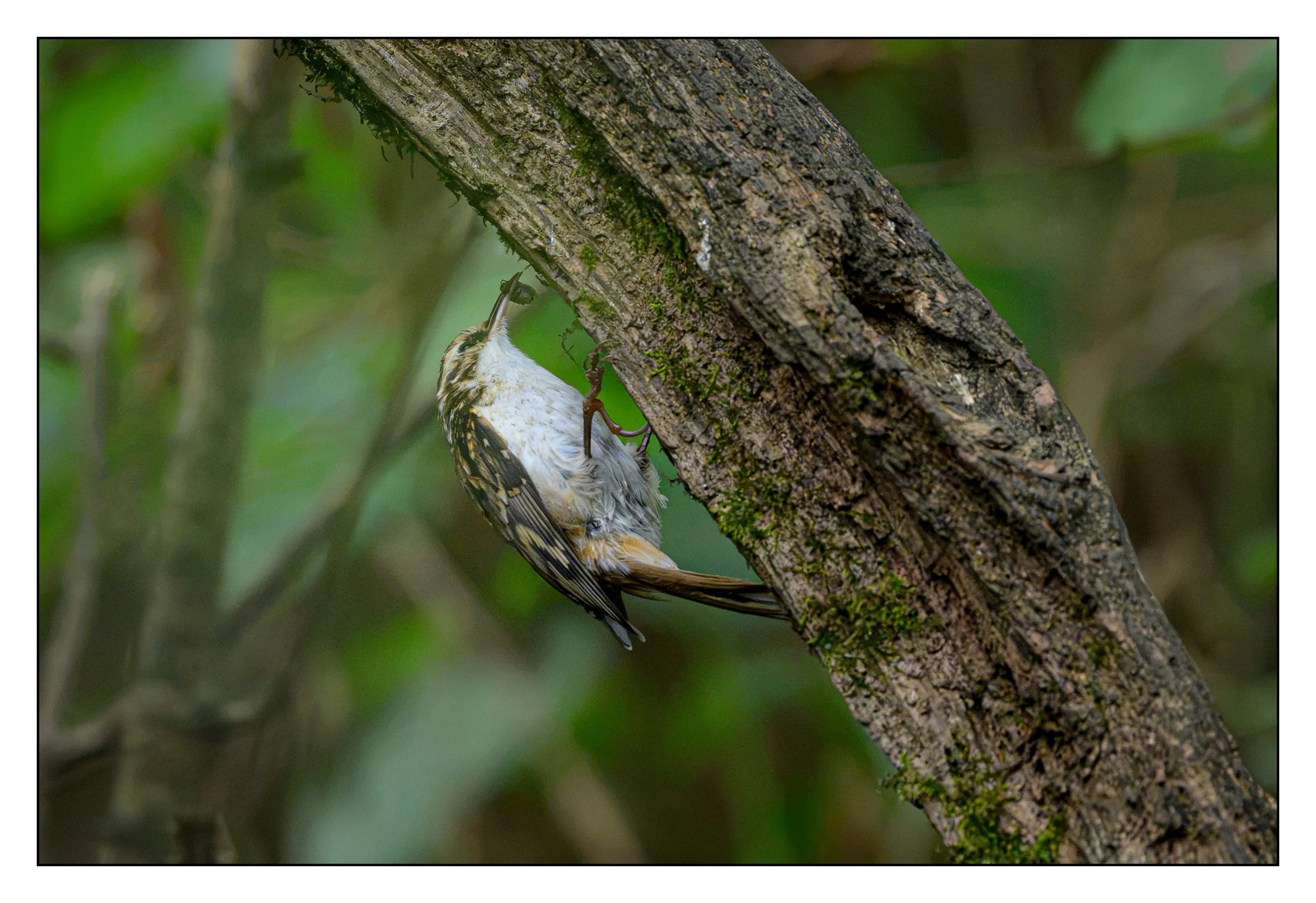 Tree Creeper