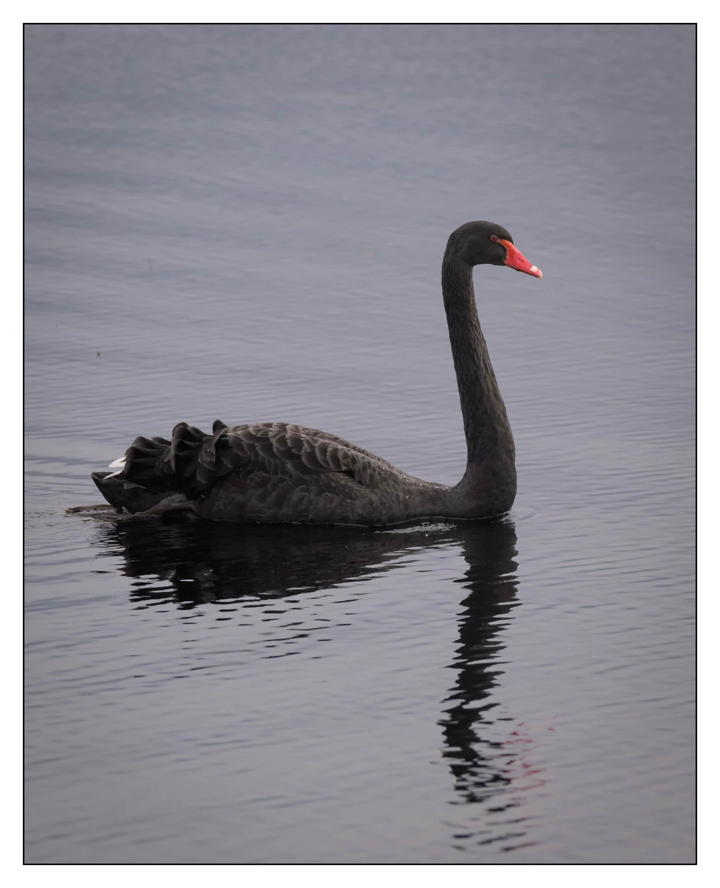 Black Swan