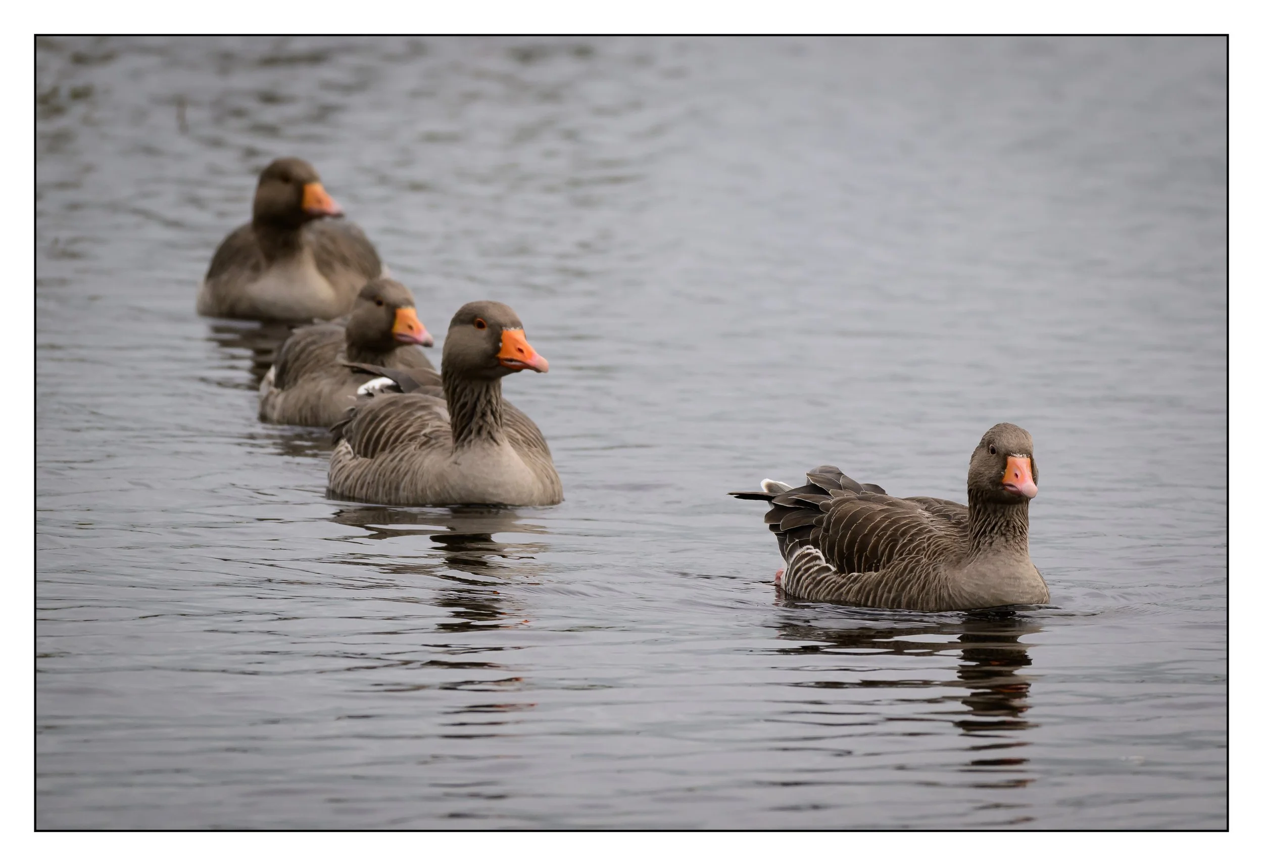 Greylag Geese