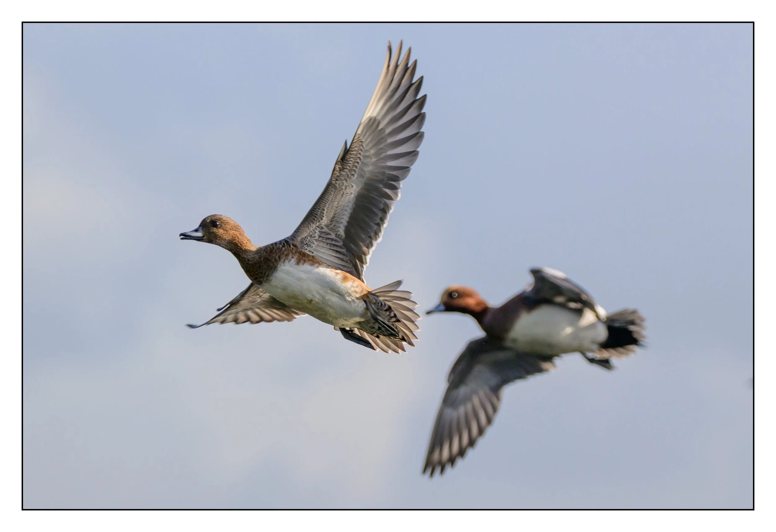 Wigeon