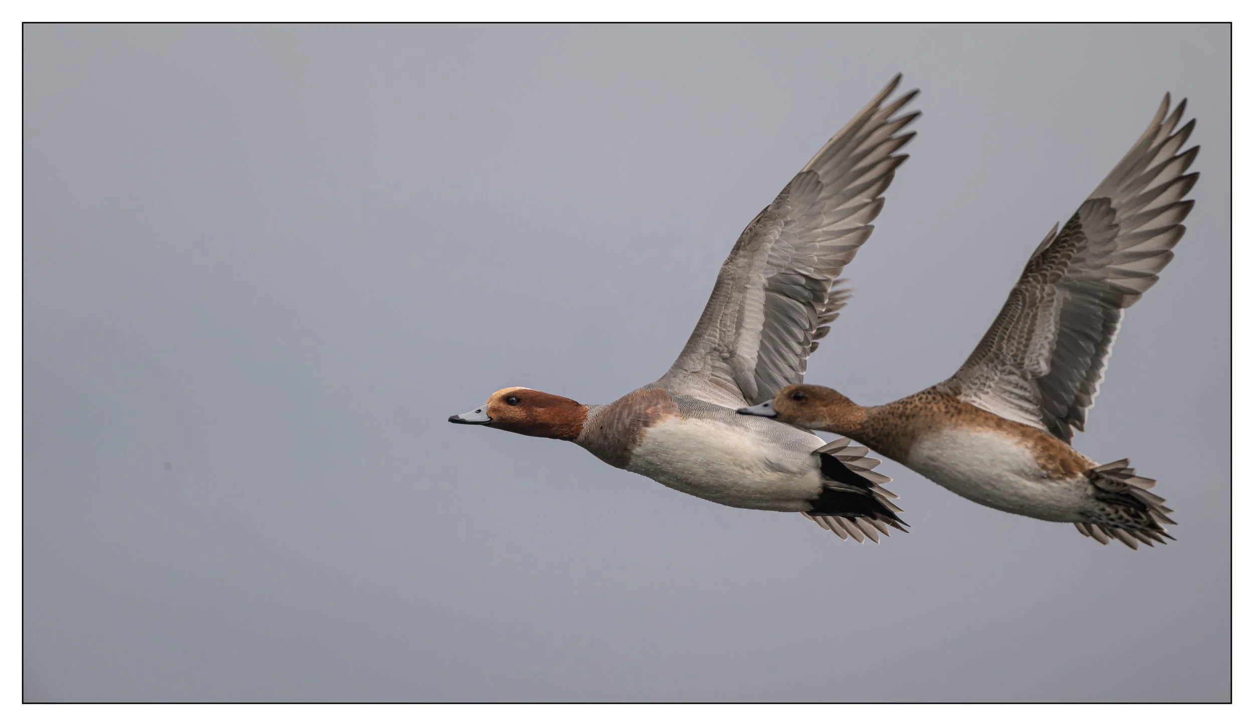 Wigeon