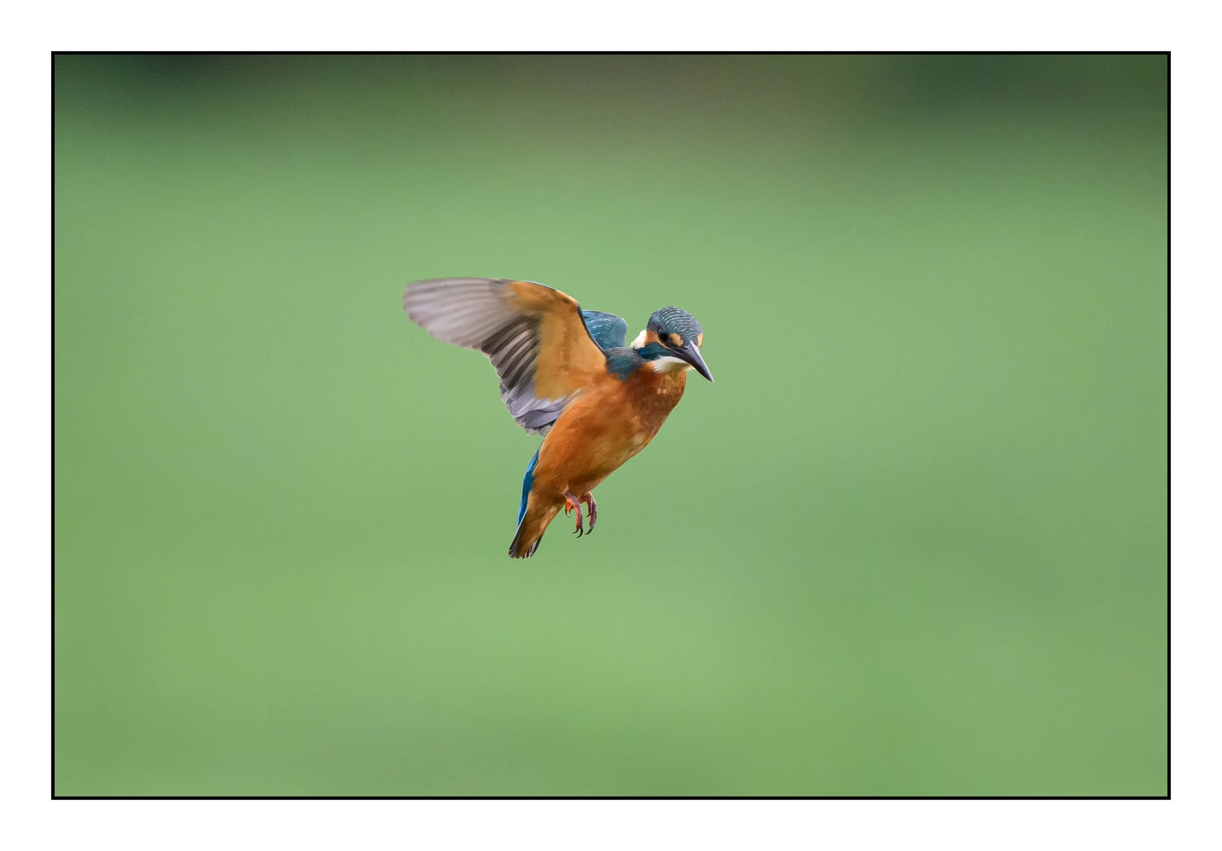 Kingfisher