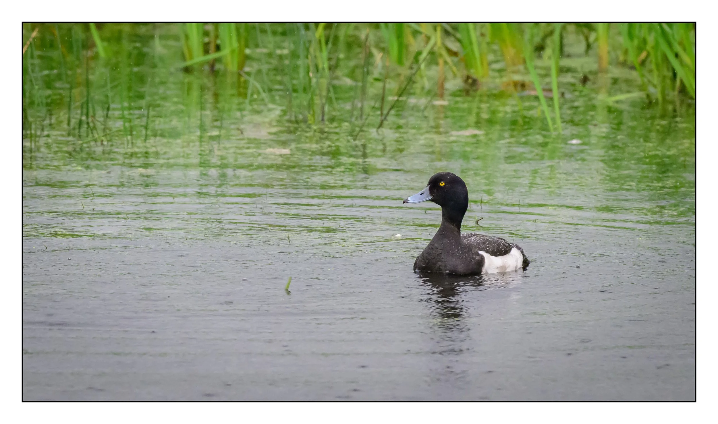 Tufted Duck