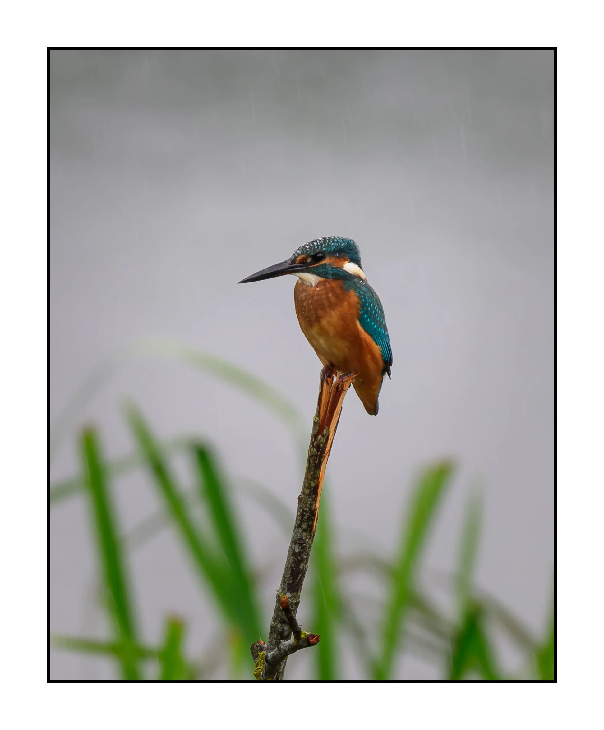 Kingfisher