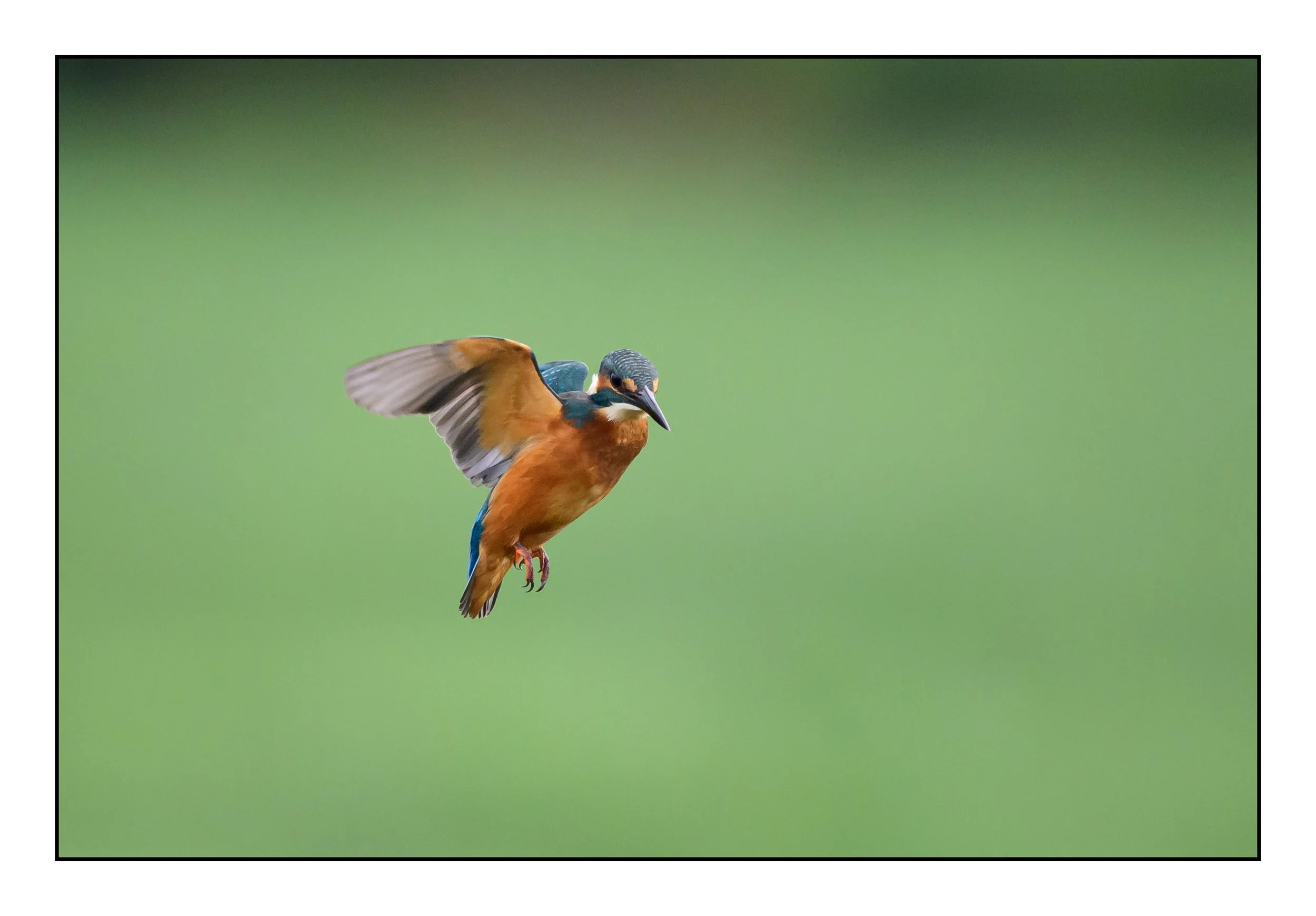 Kingfisher