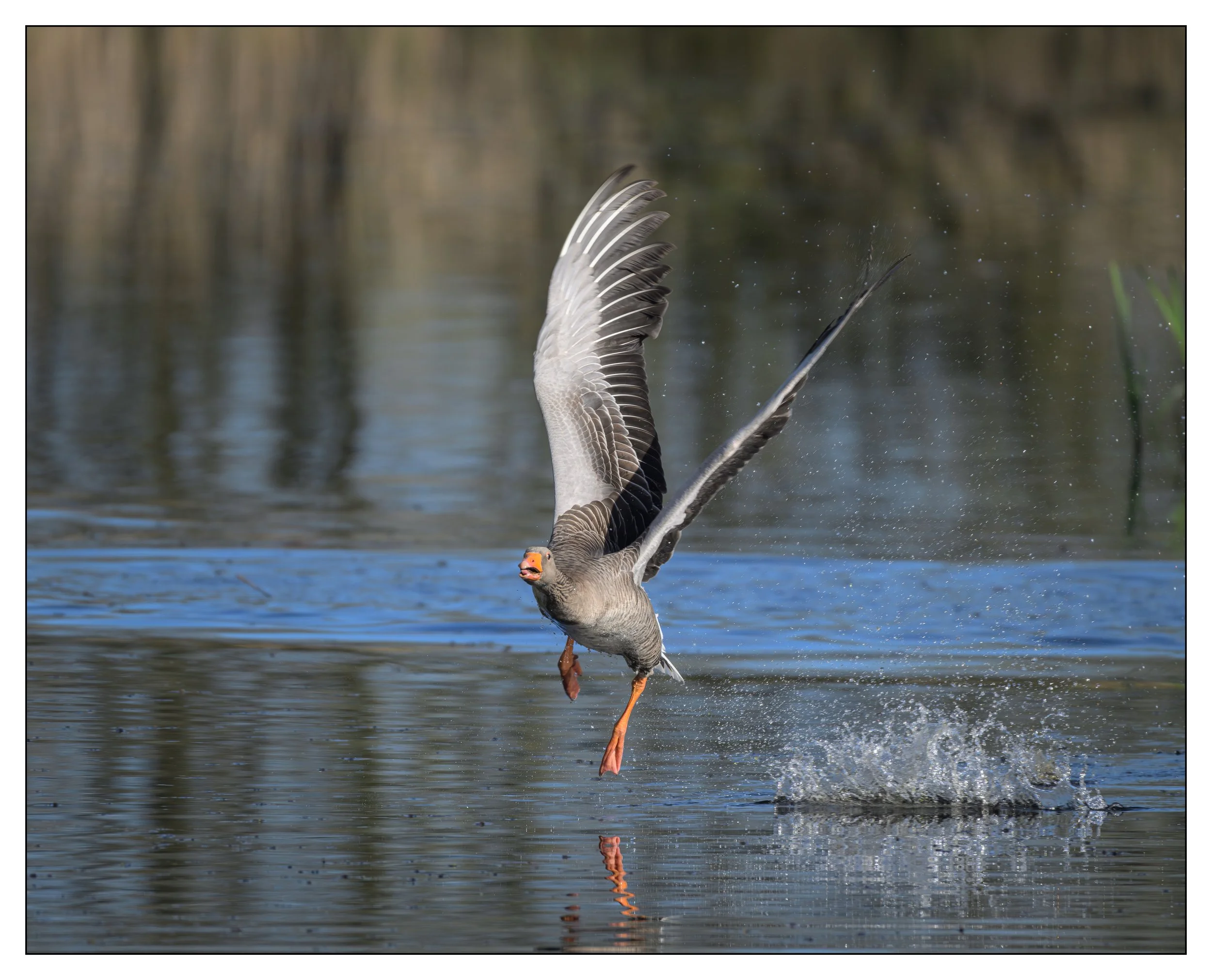 Greylag Geese