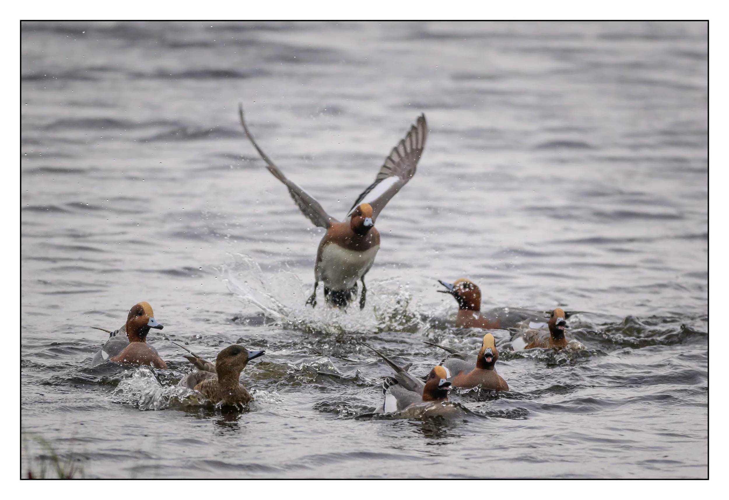 Wigeon