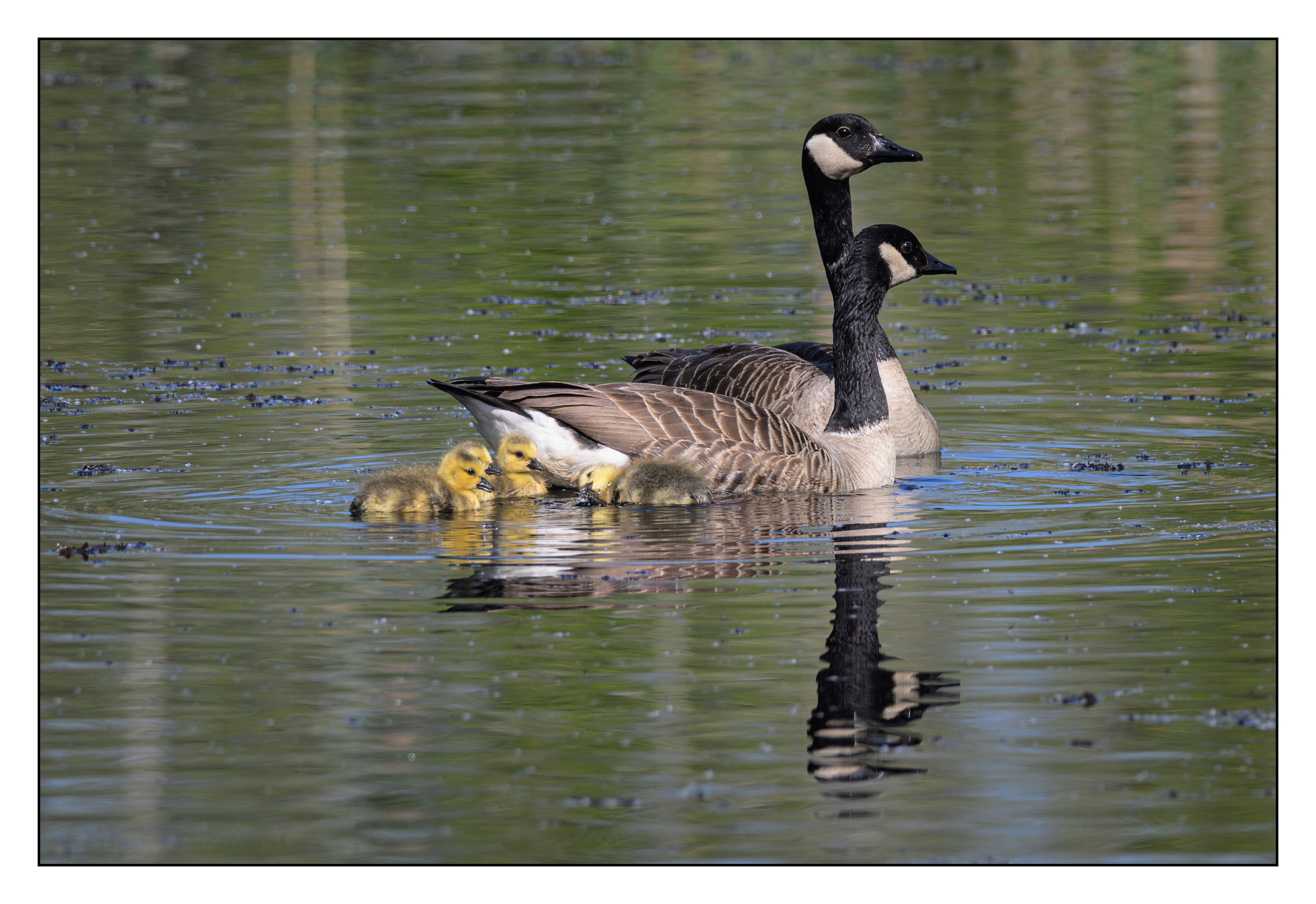 Canada Geese goslings