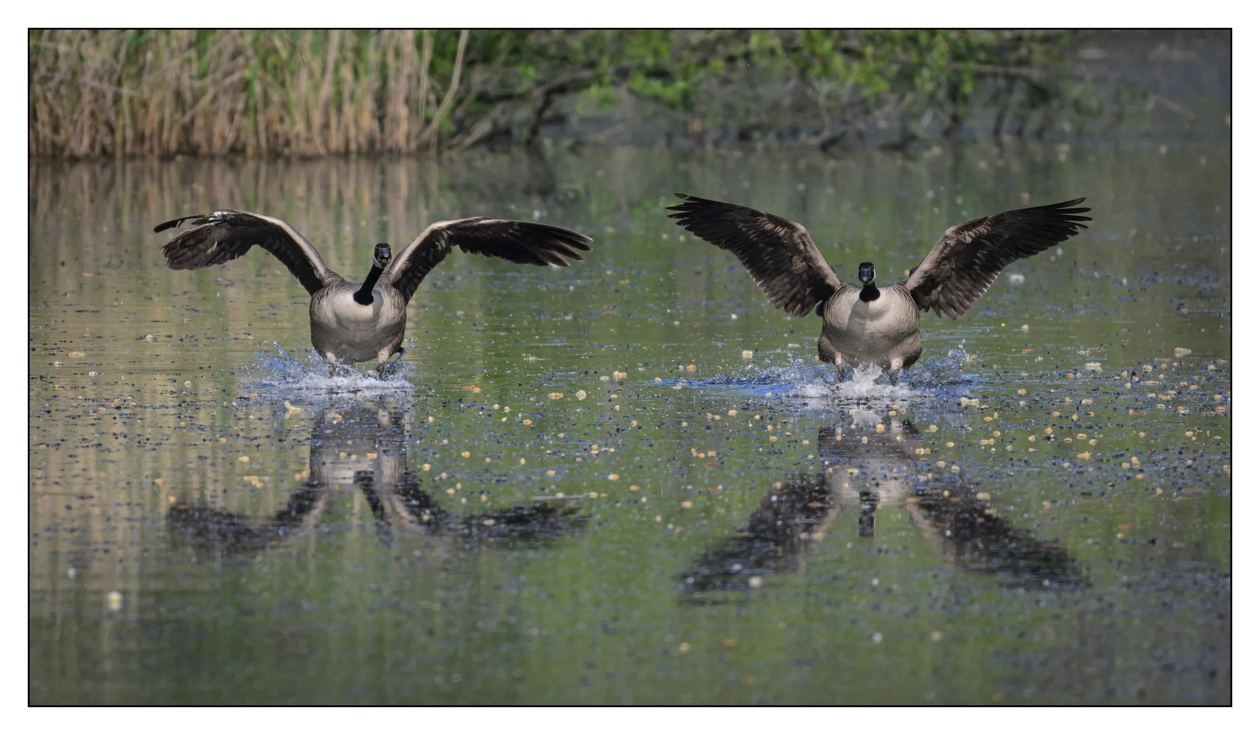 Canada Geese
