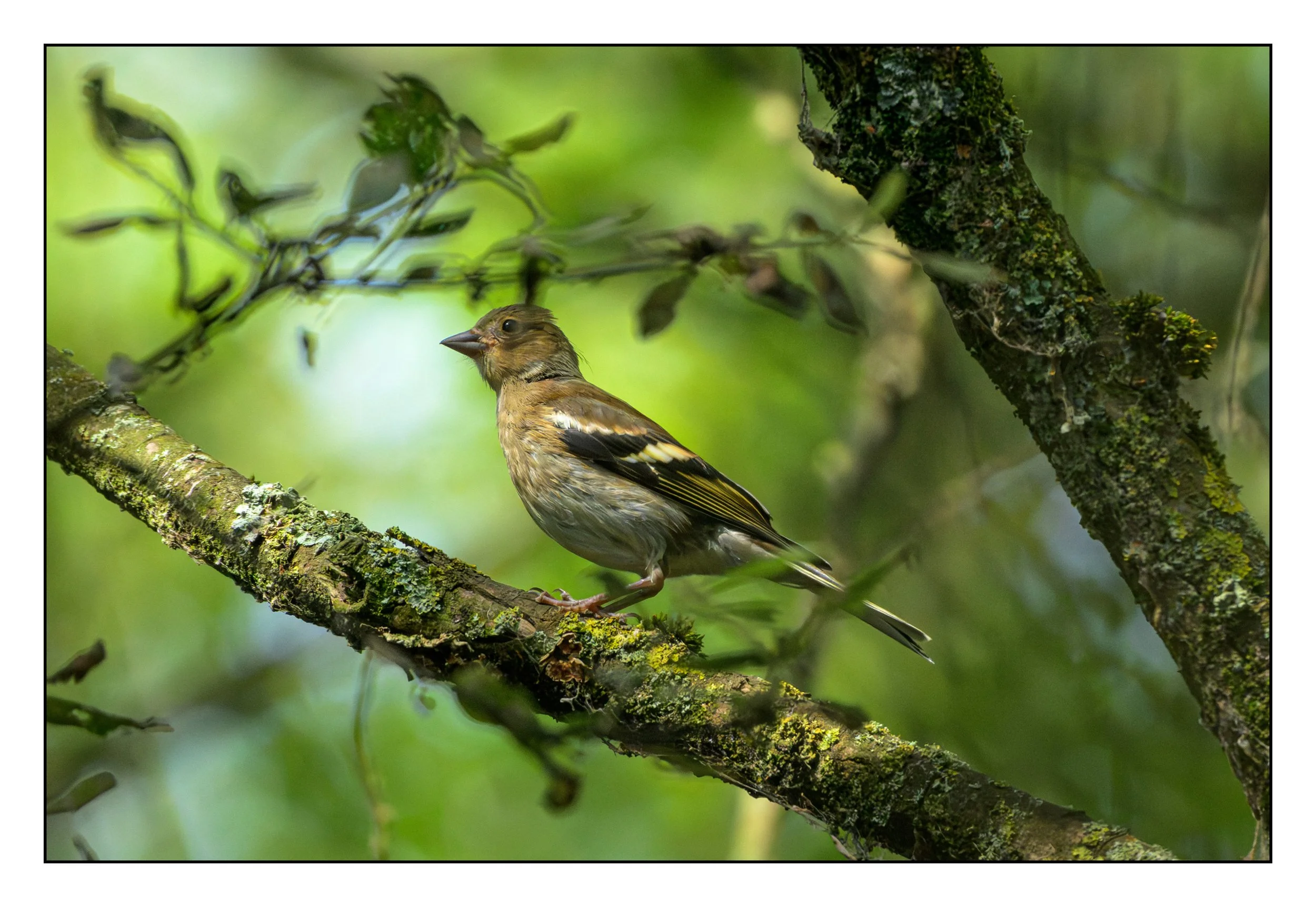 Song Birds_0046.jpg
