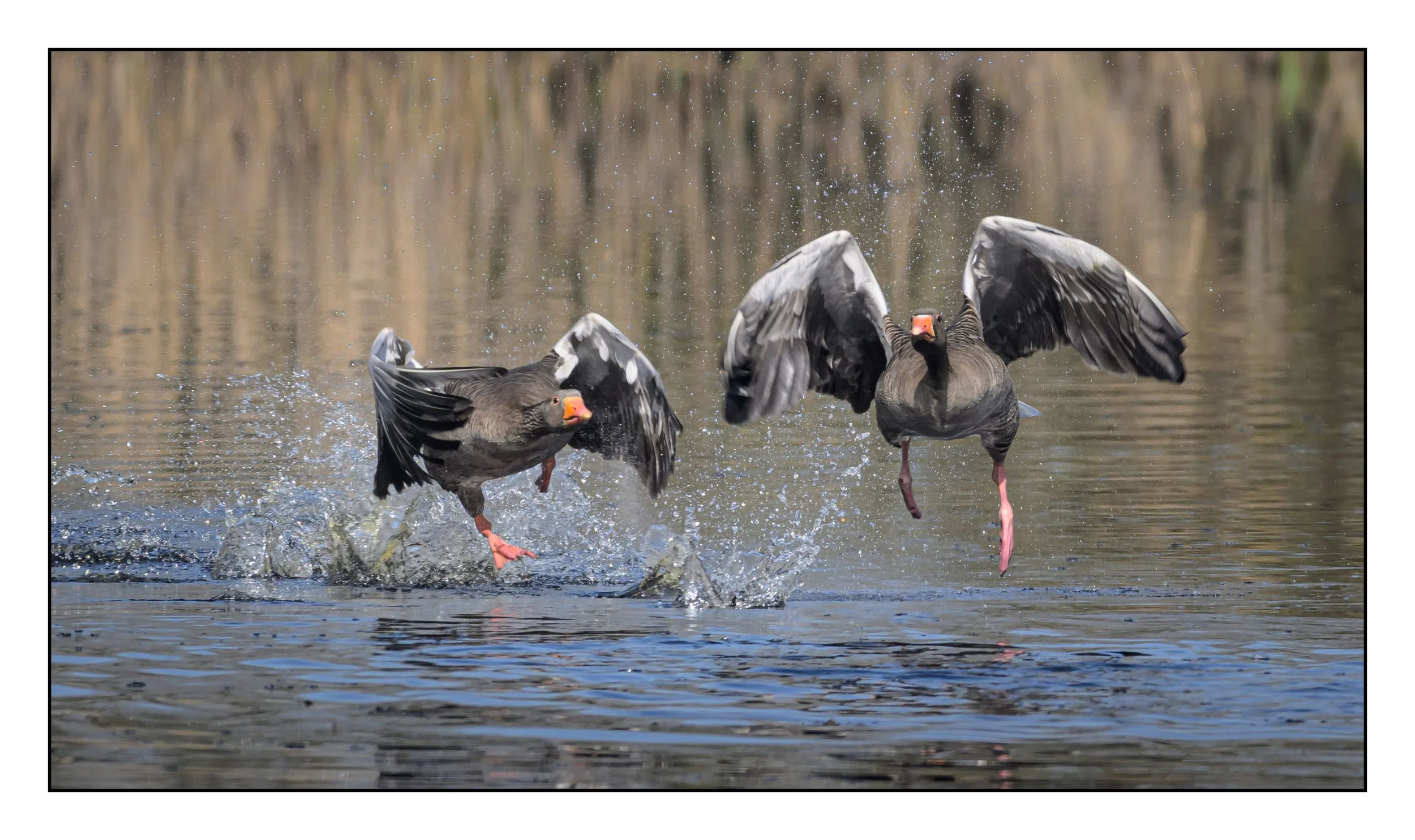 Greylag Geese