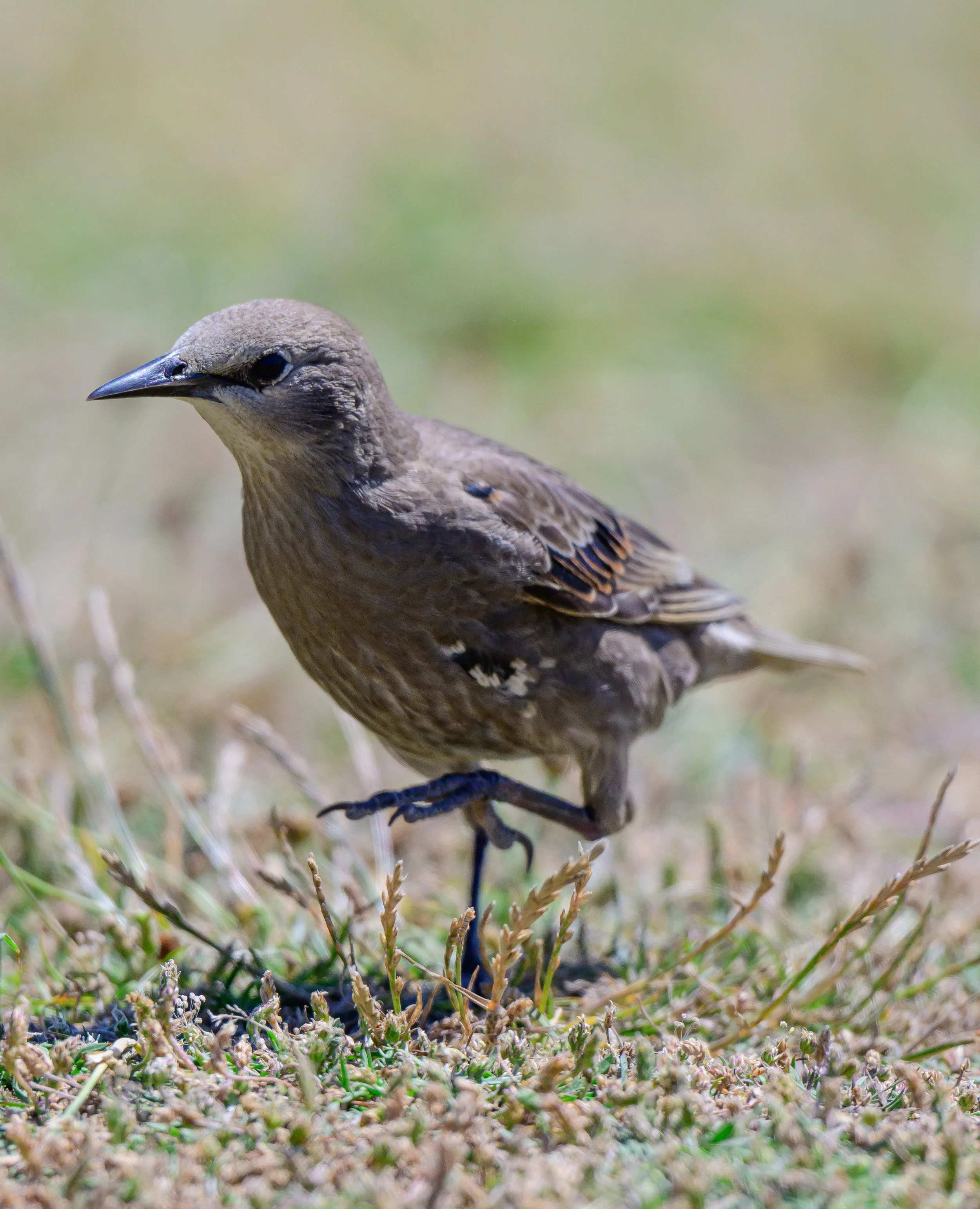 Song Birds_0005.jpg