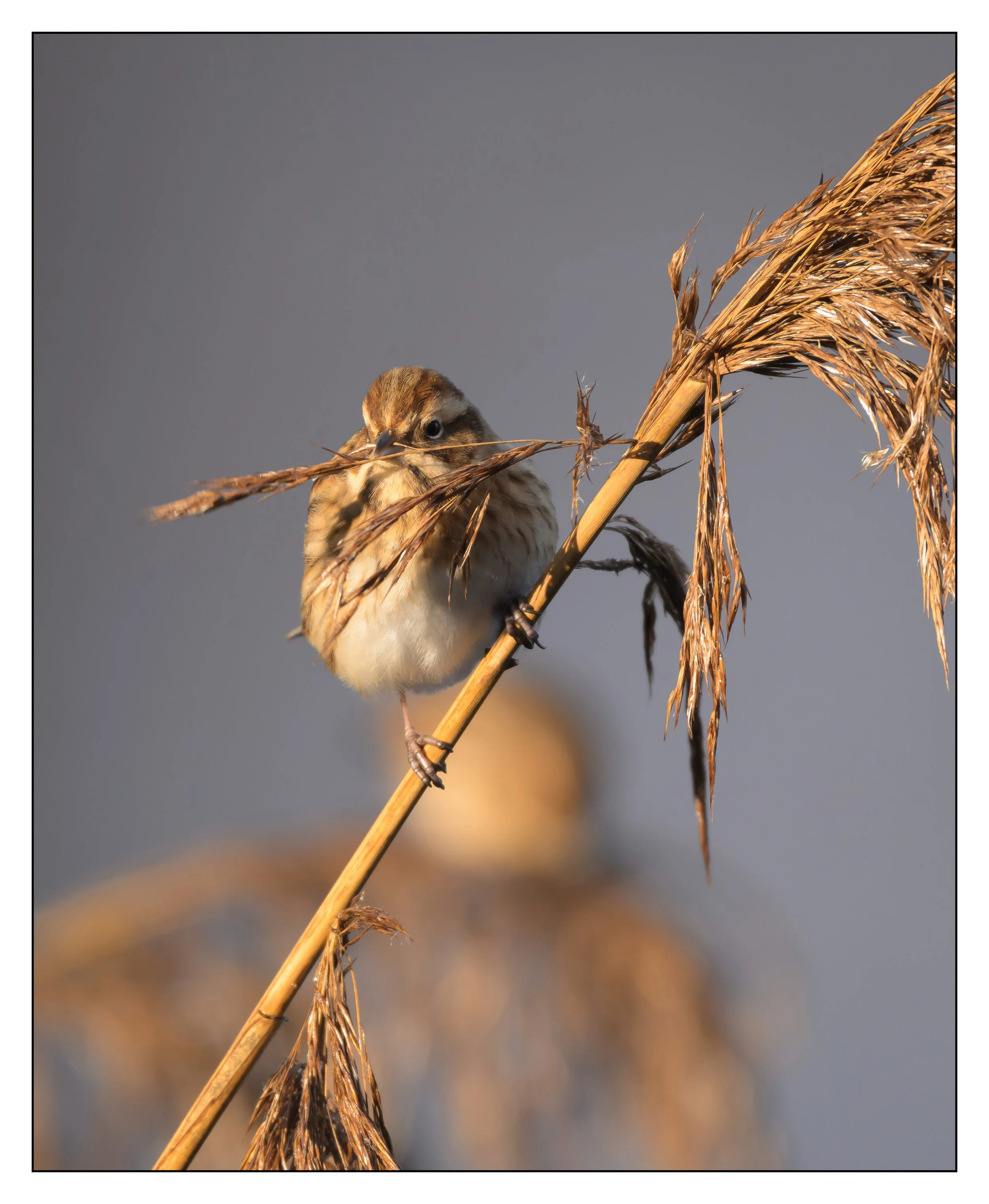 Song Birds_0022.jpg