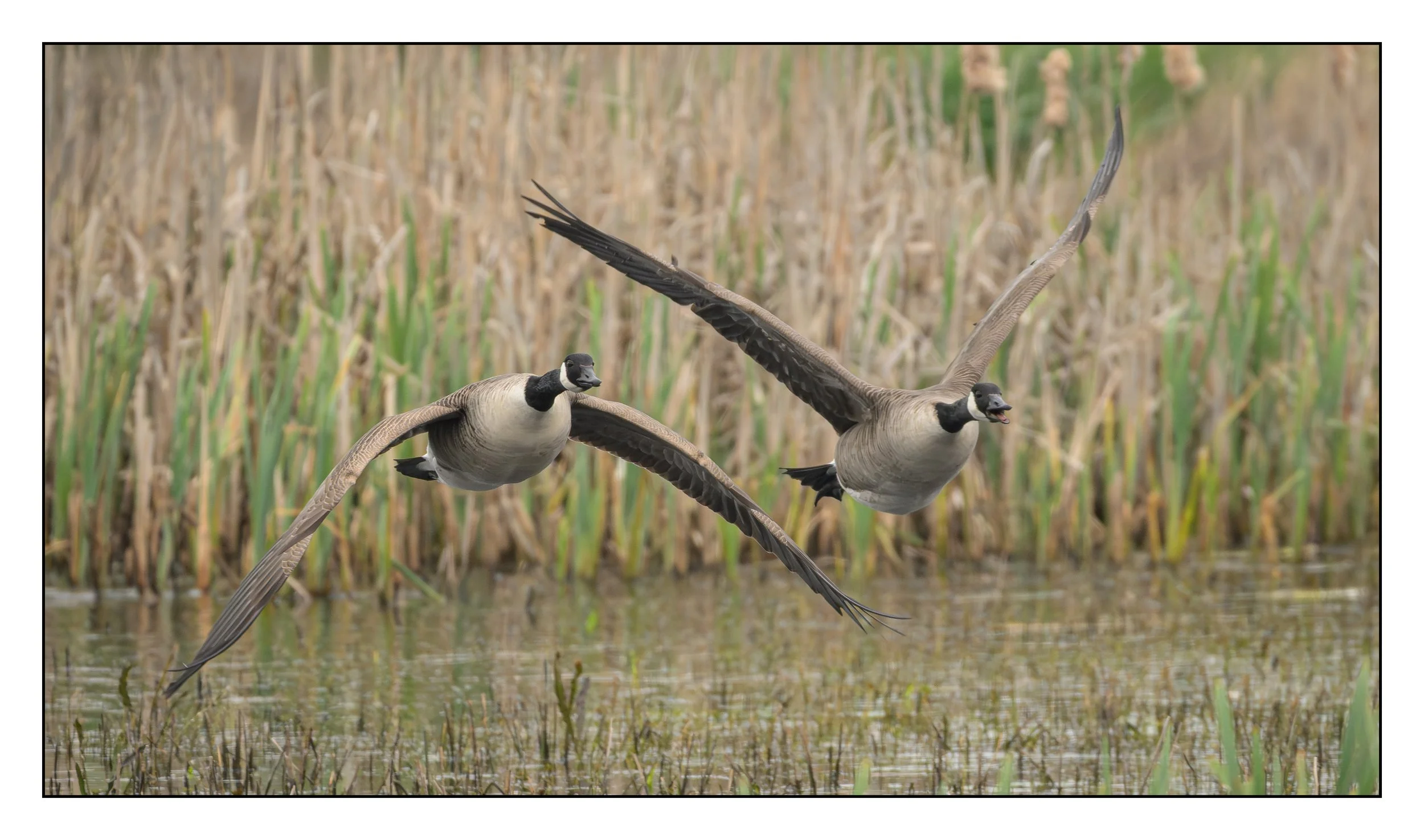 Canada Geese flying low over a lake