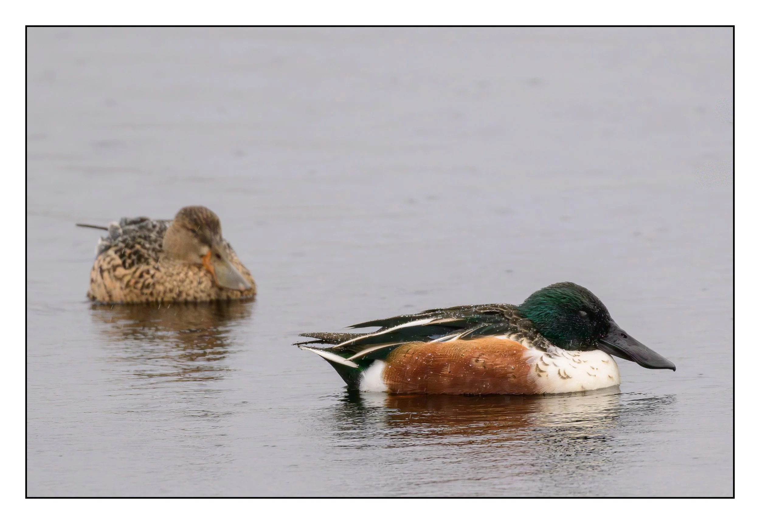Northern Shoveler