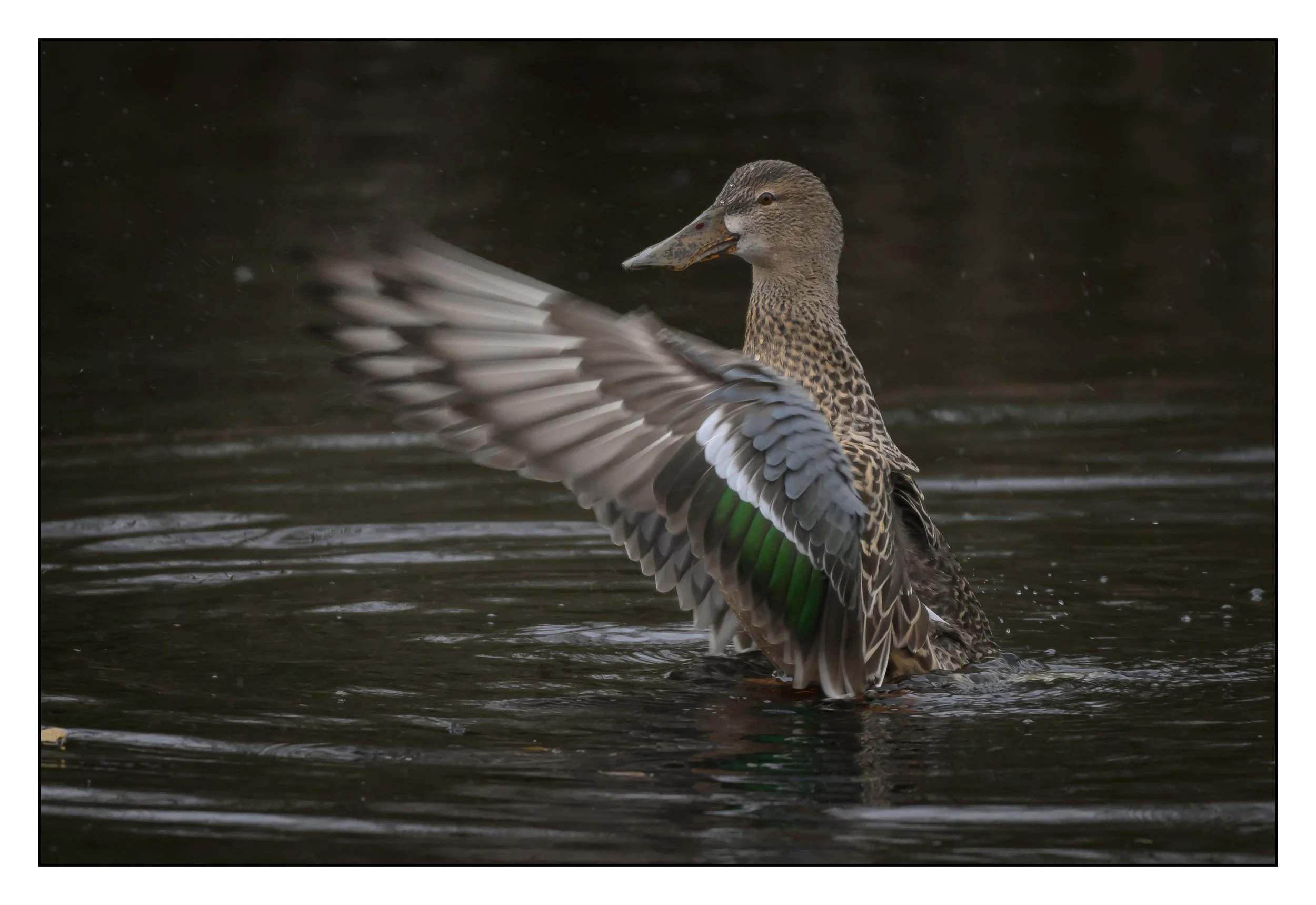 Northern Shoveler