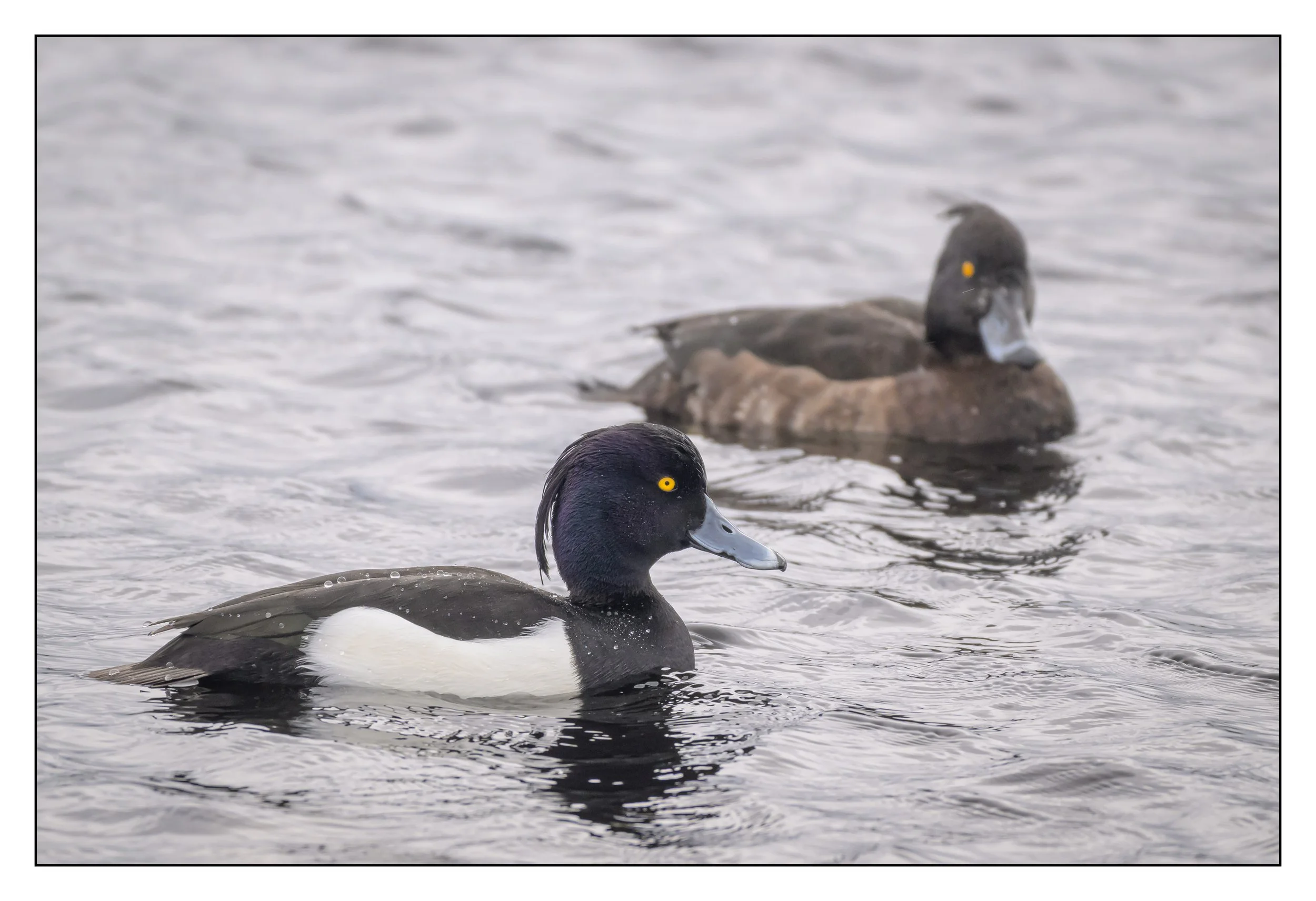 Tufted Duck