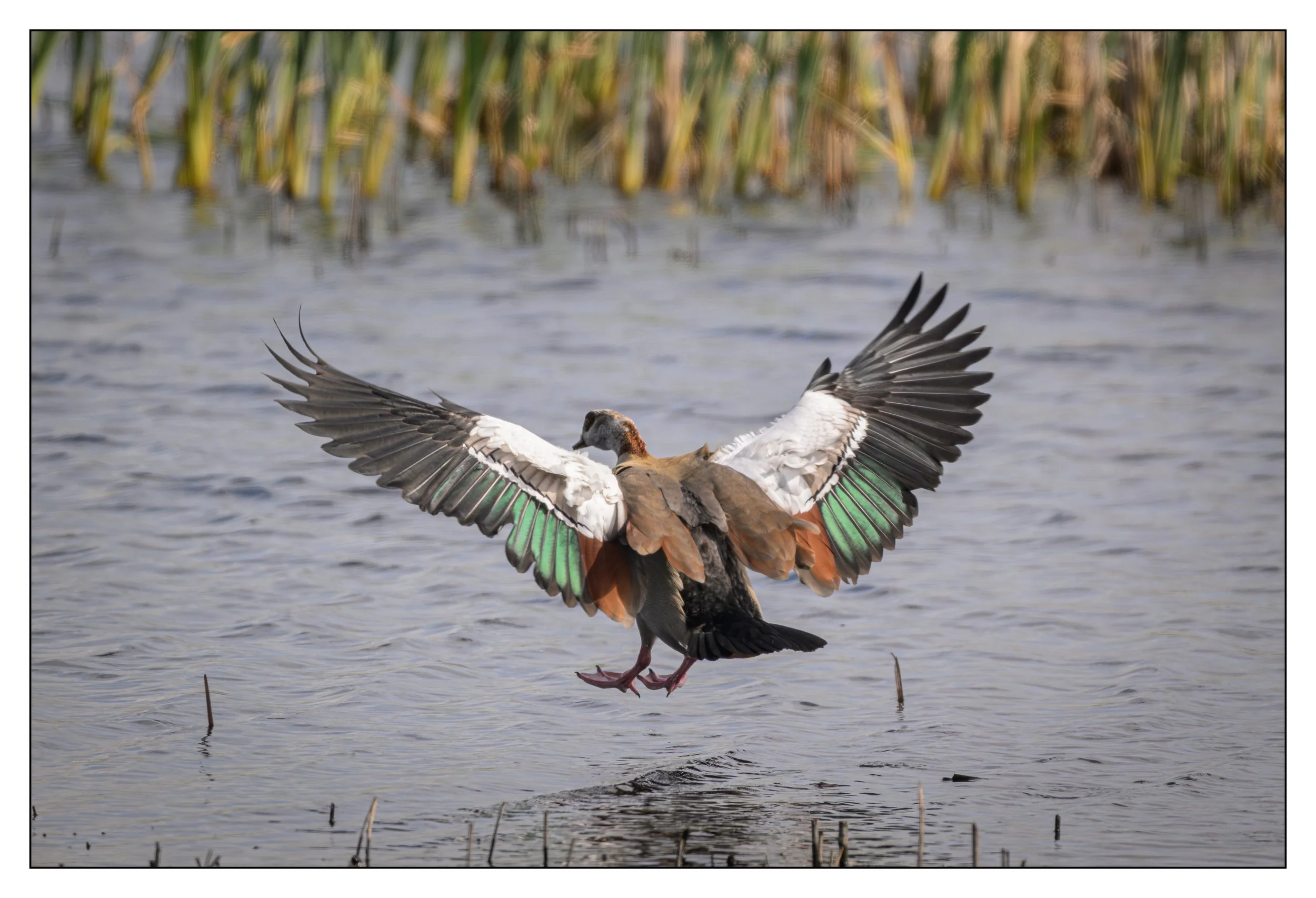 Egyptian Geese